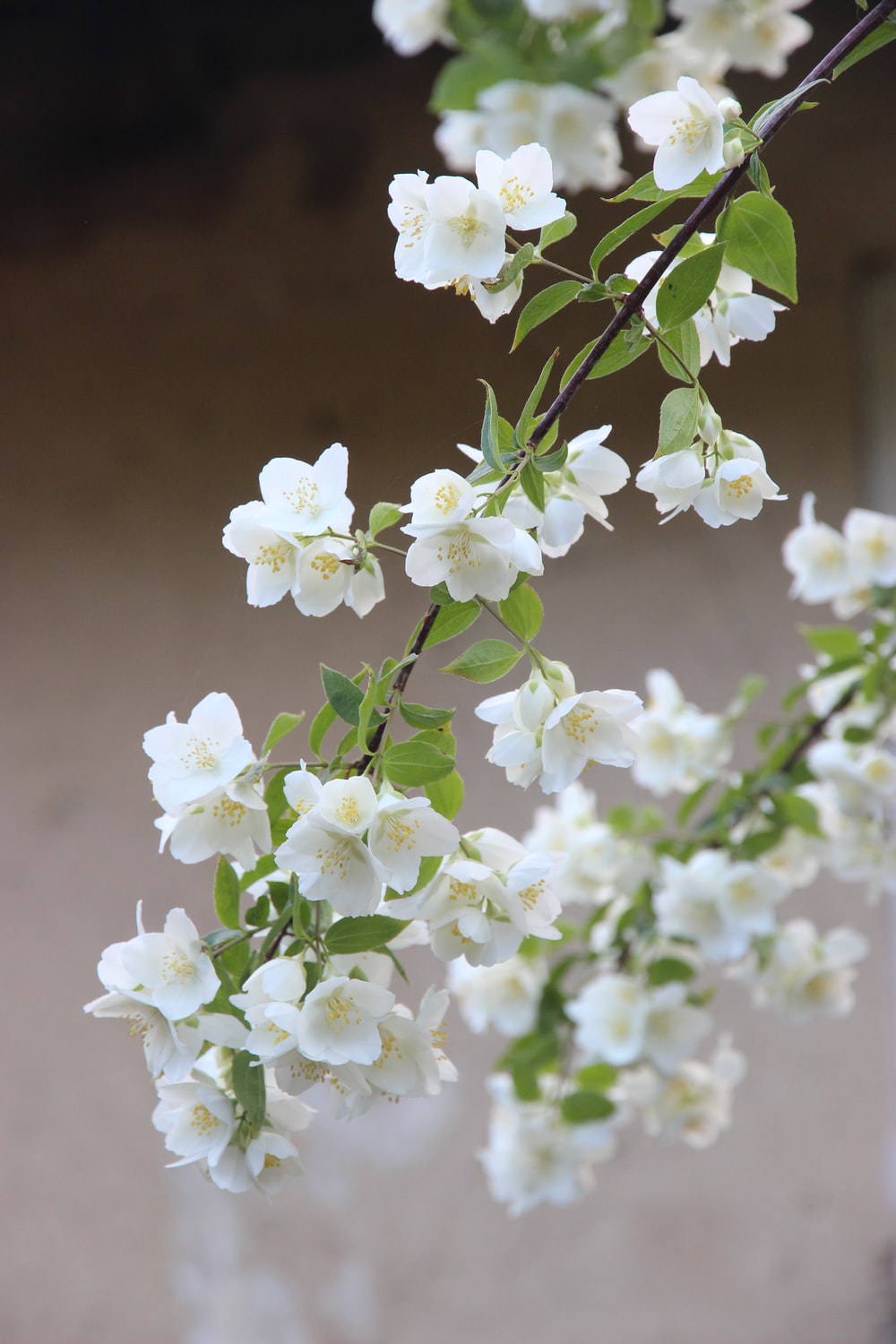 Jasmine Flower Wallpapers