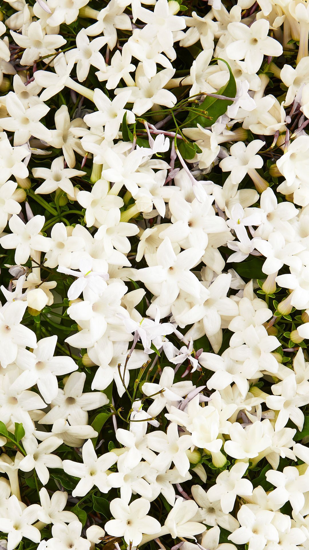 Jasmine Flower Wallpapers