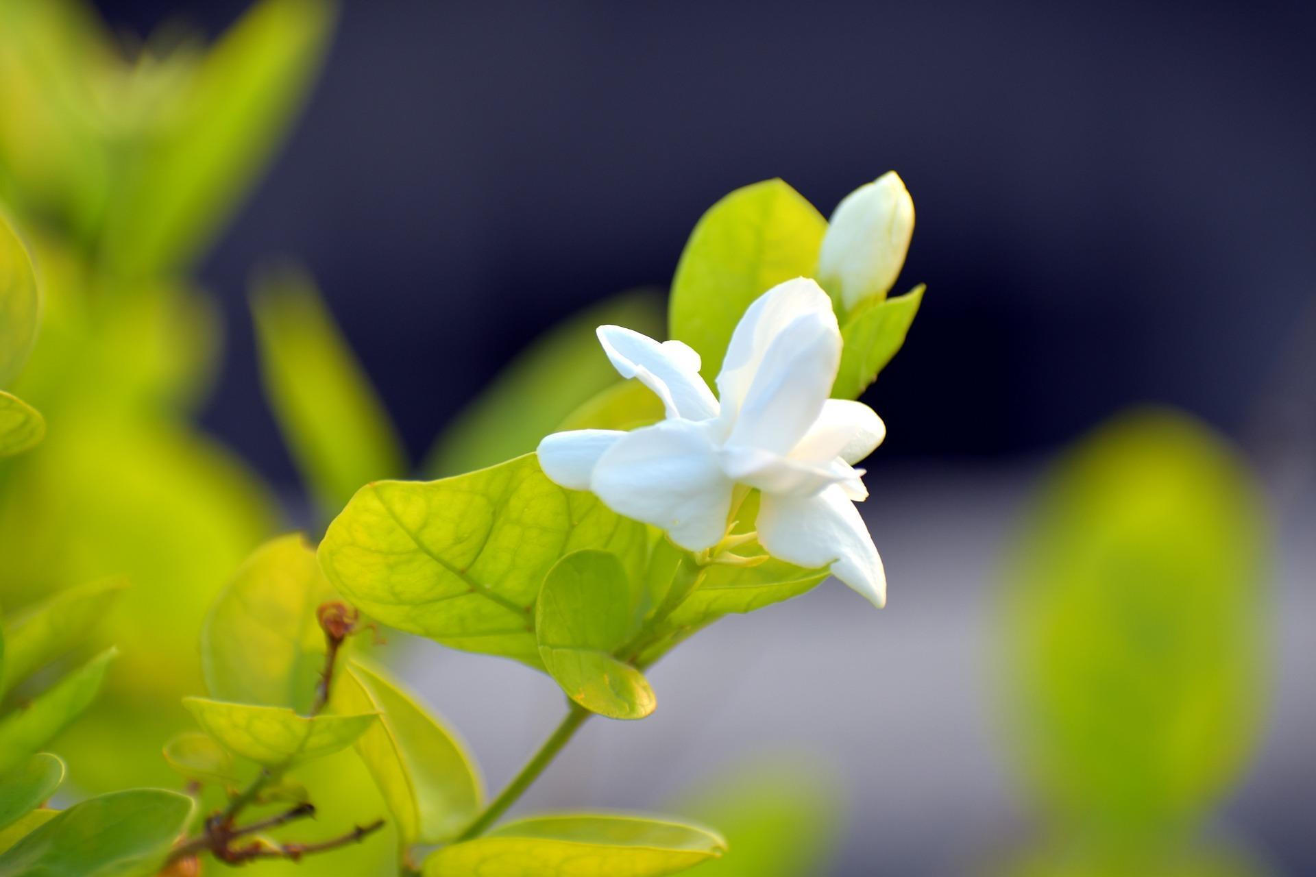 Jasmine Flower Wallpapers