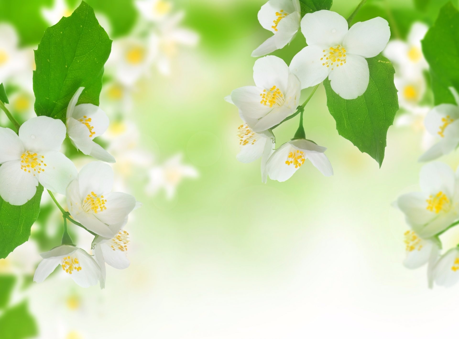 Jasmine Flower Wallpapers