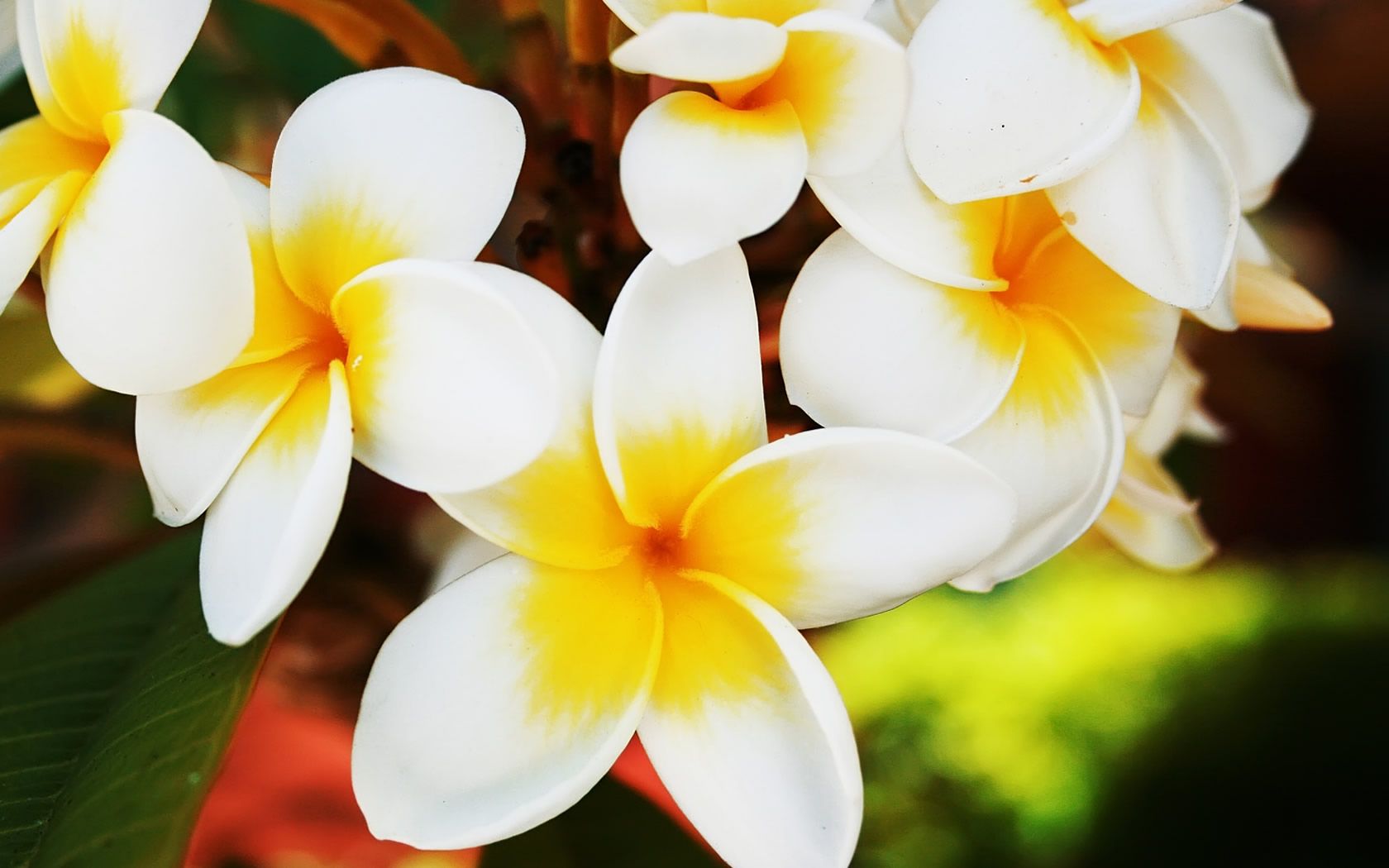 Jasmine Flower Wallpapers