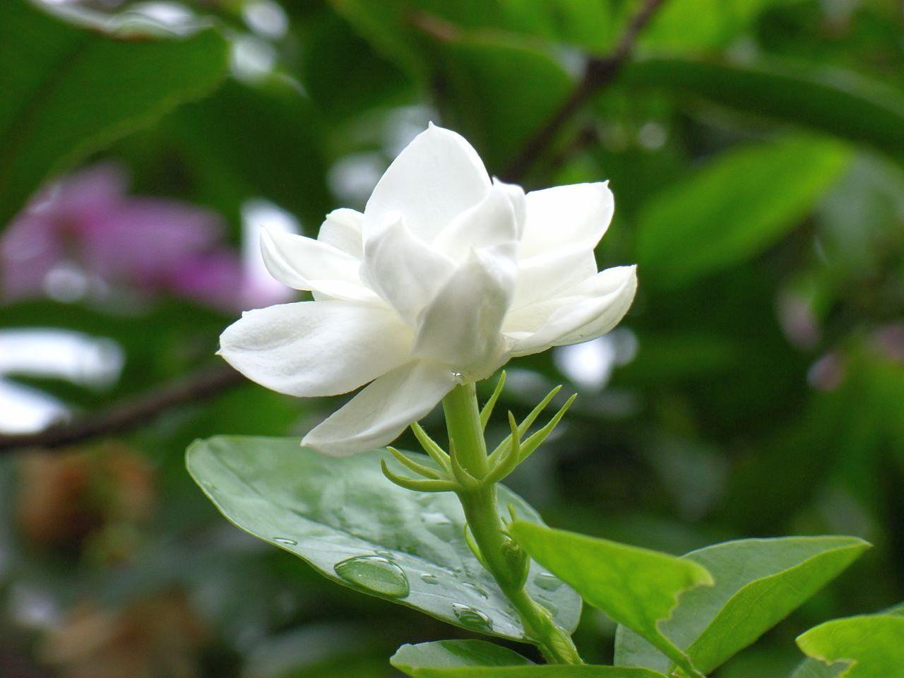 Jasmine Flower Wallpapers