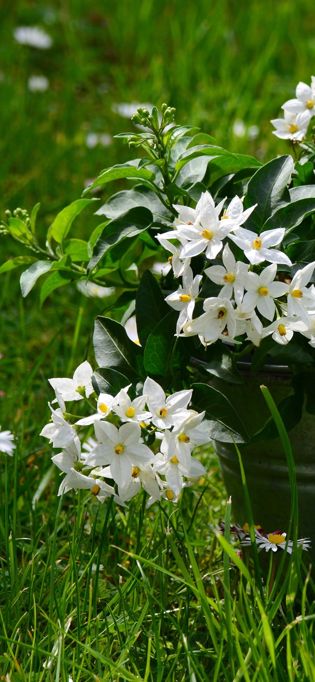 Jasmine Flower Wallpapers