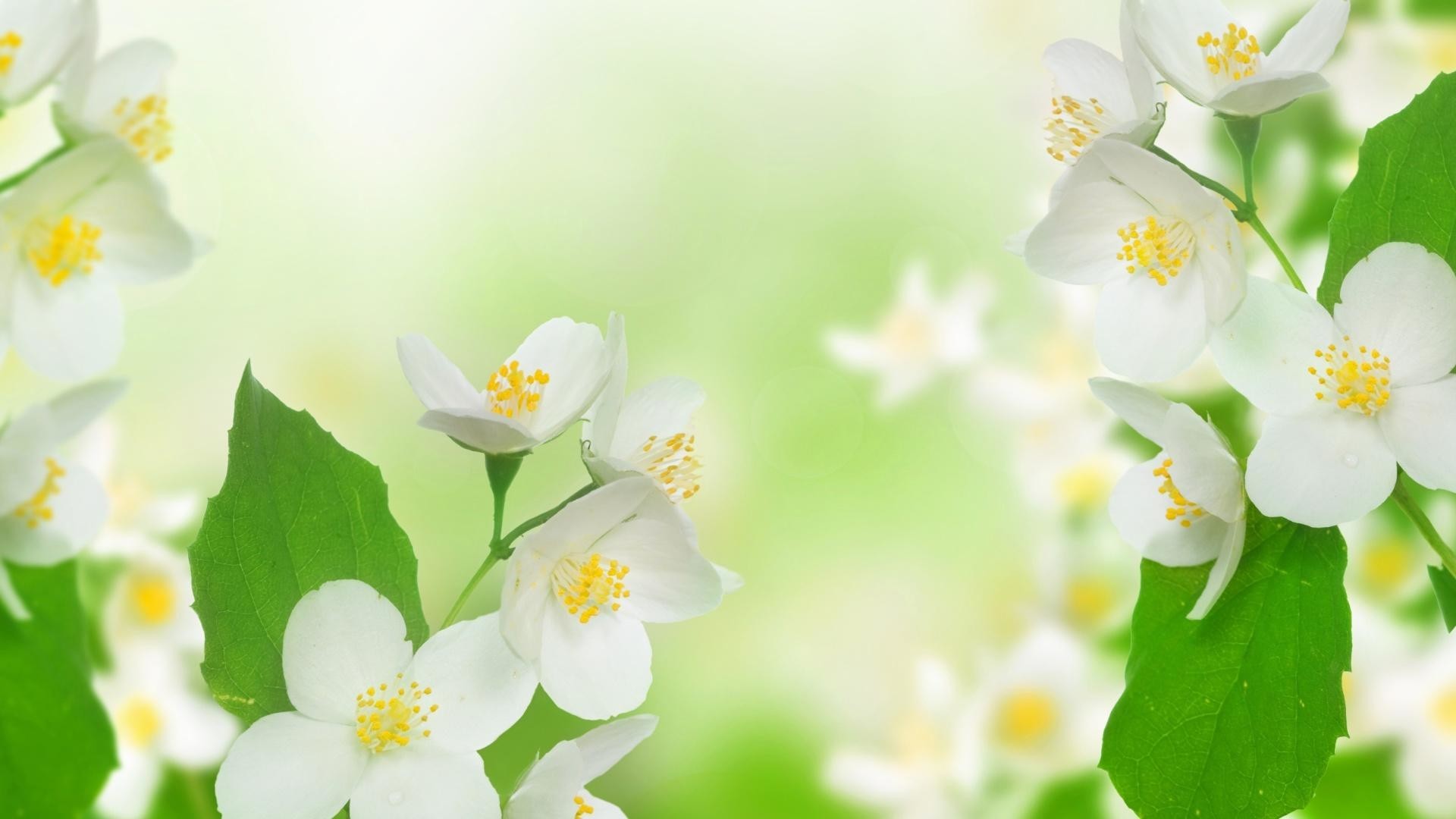 Jasmine Flower Wallpapers