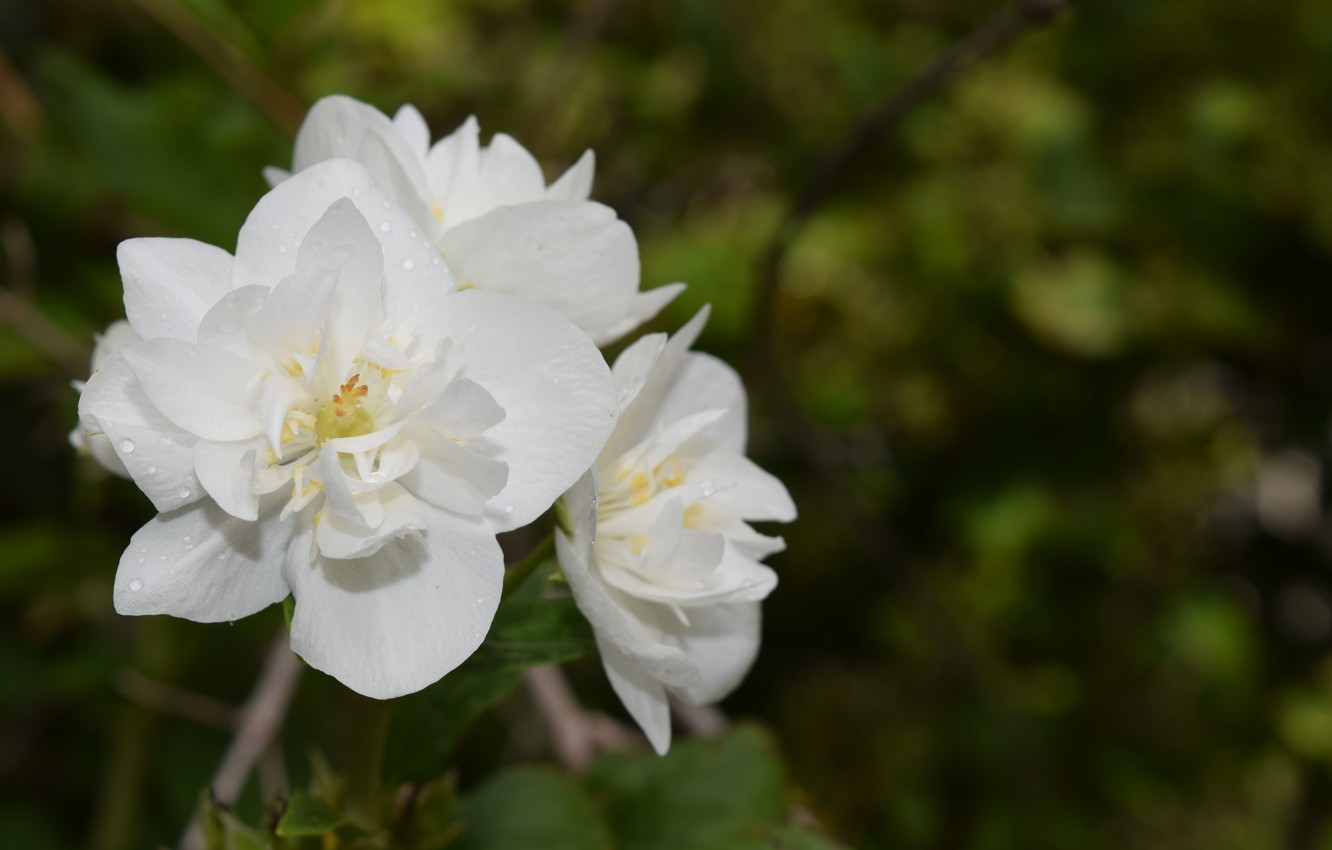 Jasmine Flower Wallpapers