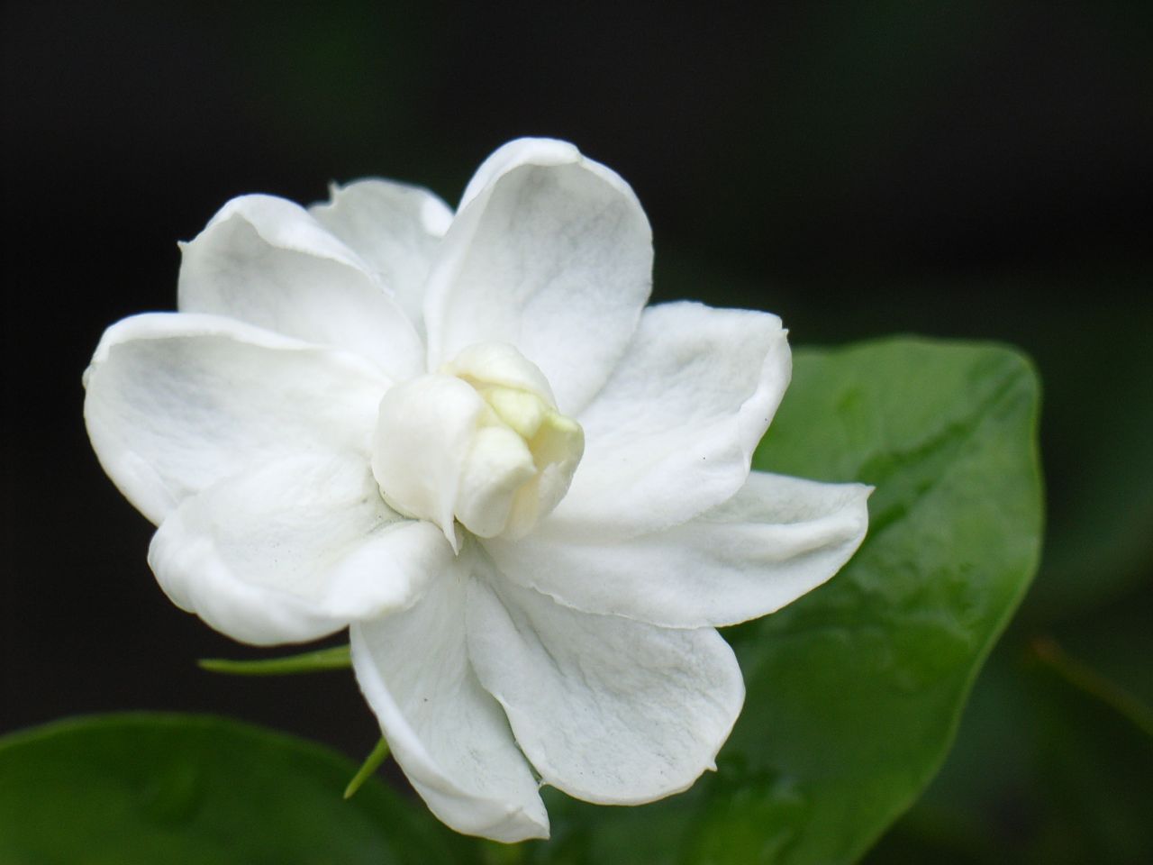 Jasmine Flower Wallpapers