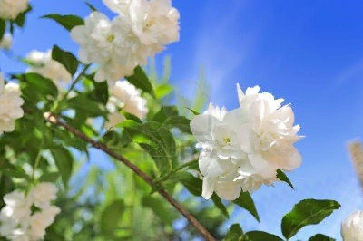 Jasmine Flower Wallpapers