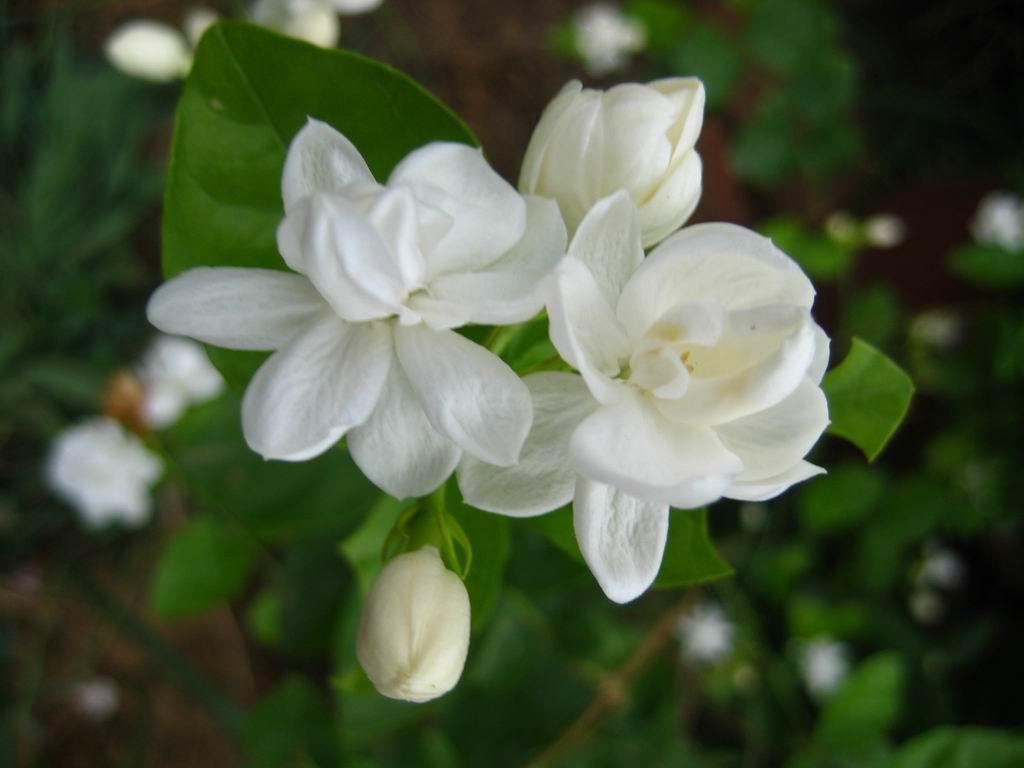 Jasmine Flower Wallpapers