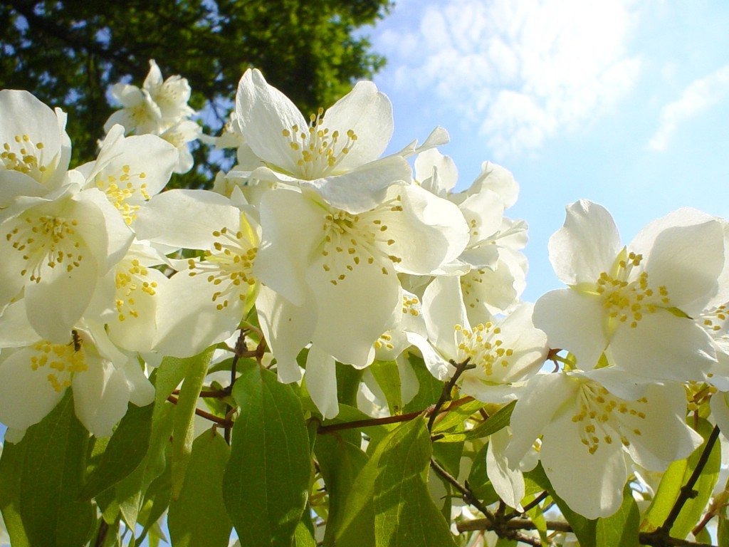 Jasmine Flower Wallpapers