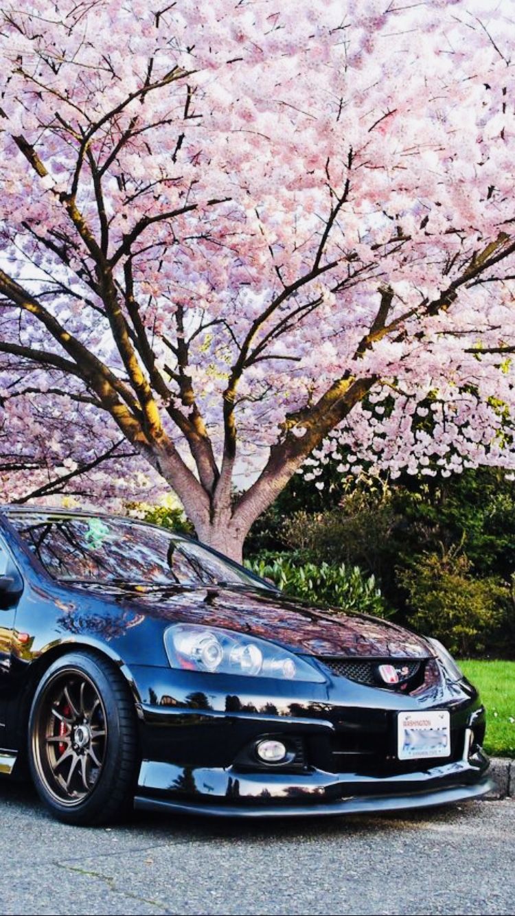 Jdm Cherry Blossom Wallpapers