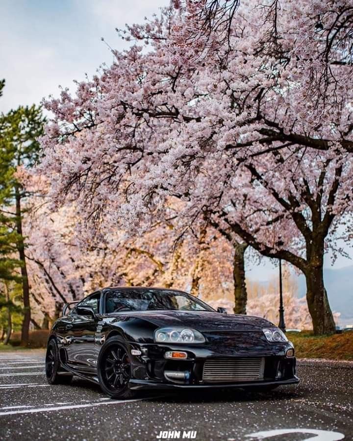 Jdm Cherry Blossom Wallpapers