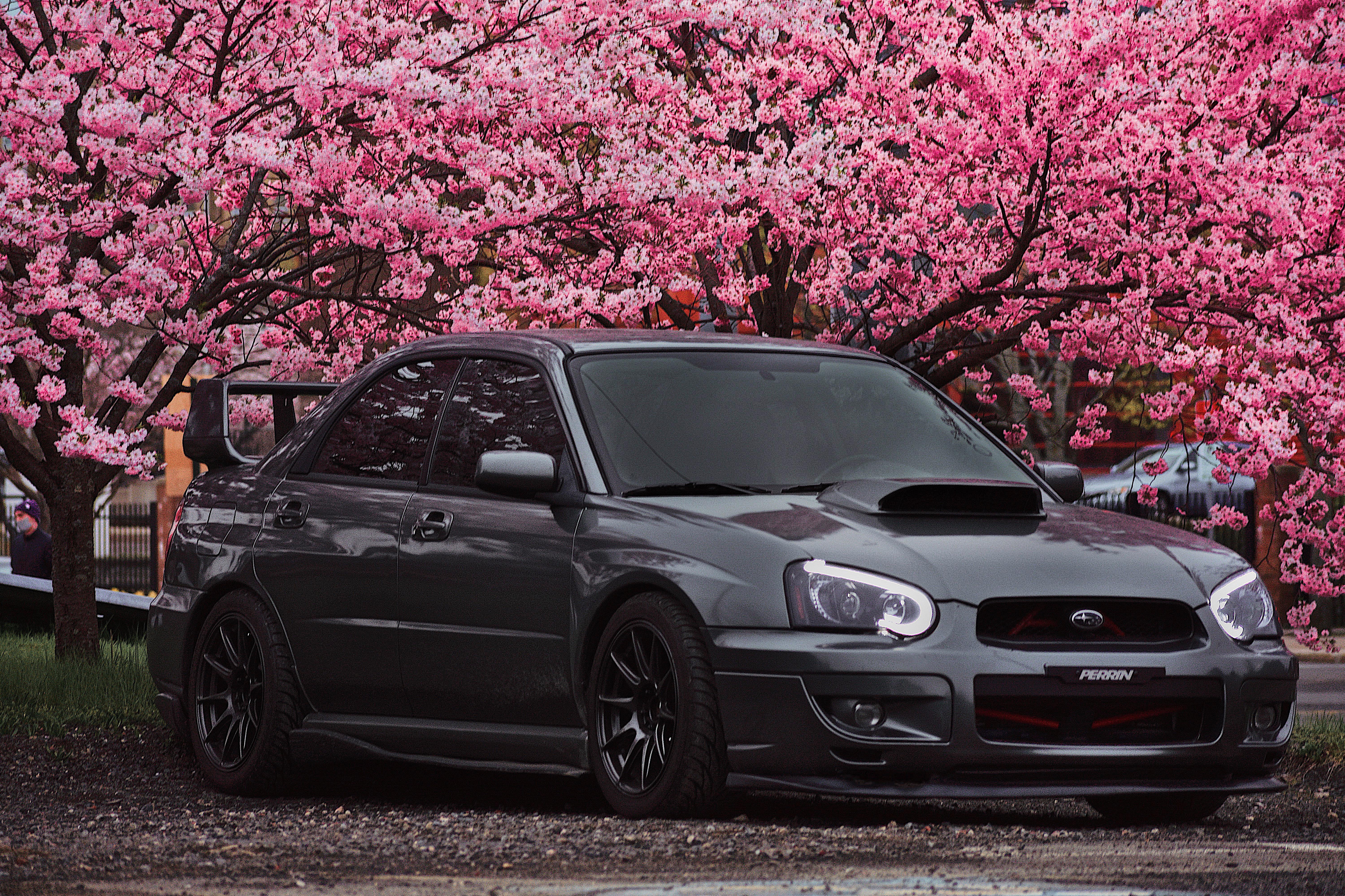 Jdm Cherry Blossom Wallpapers