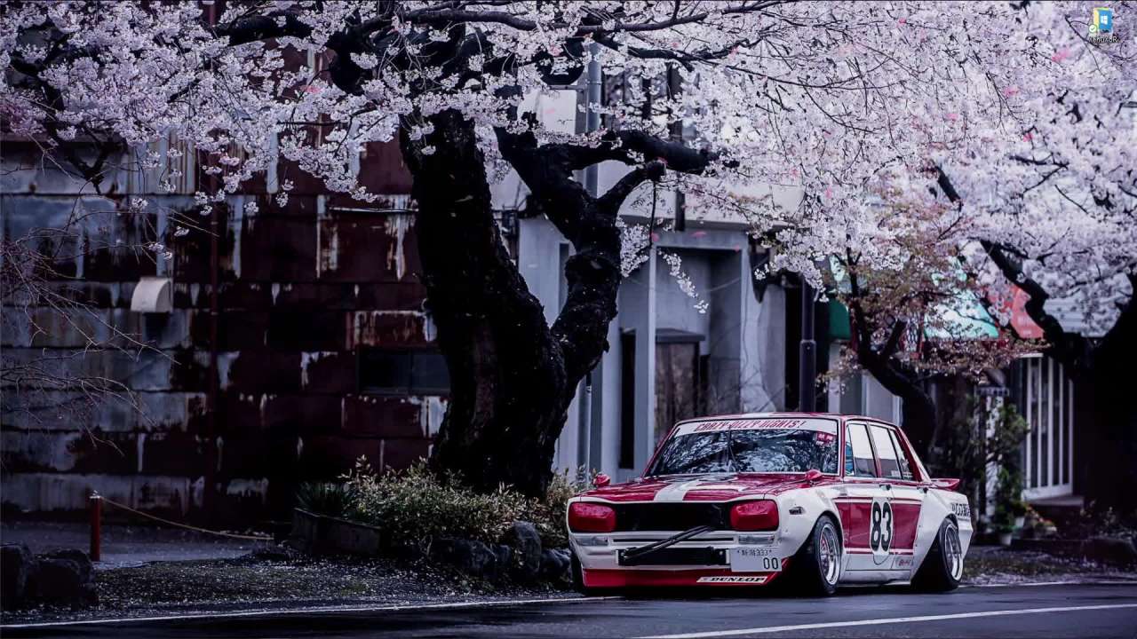 Jdm Cherry Blossom Wallpapers