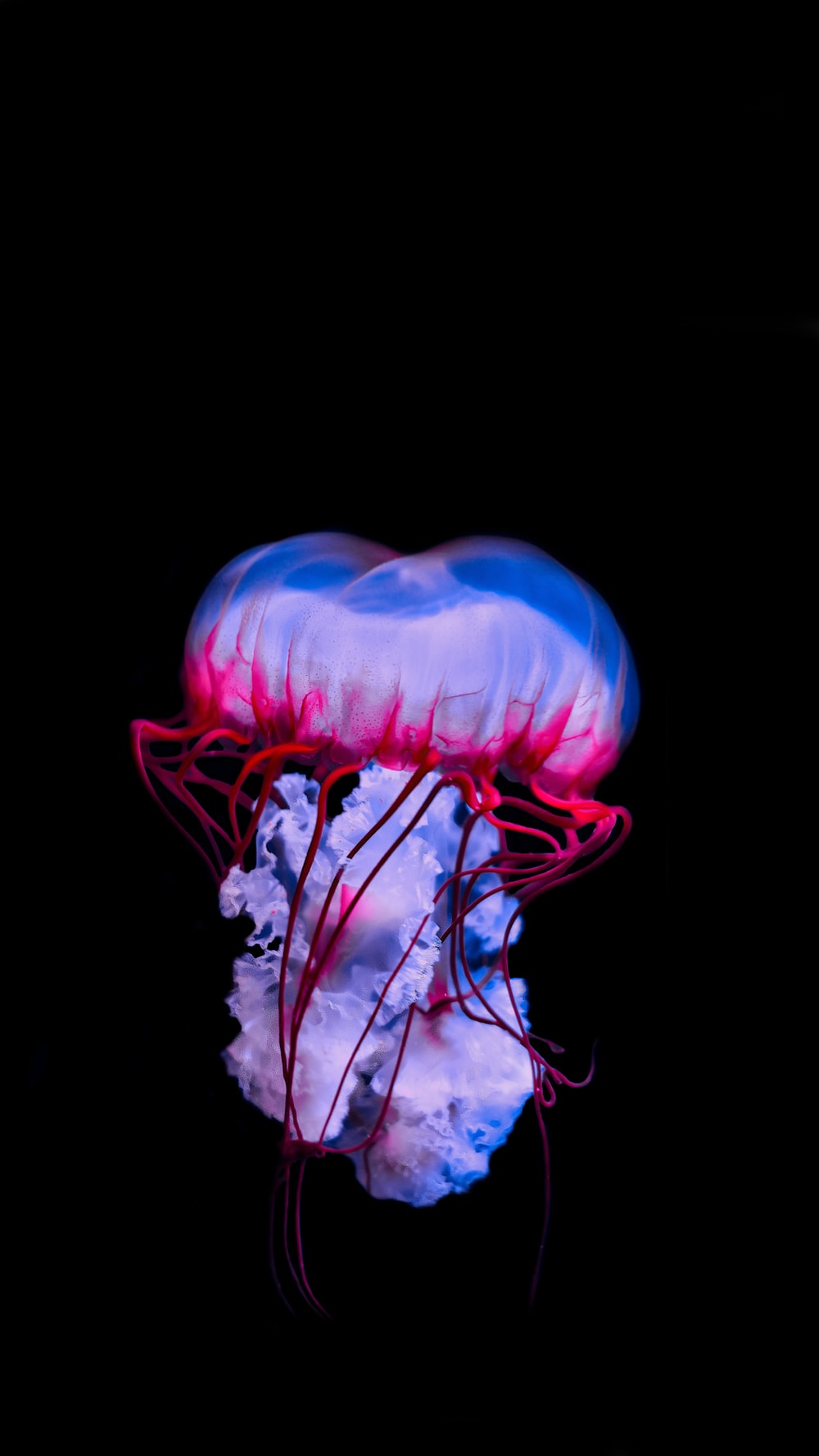 Jellyfish Background