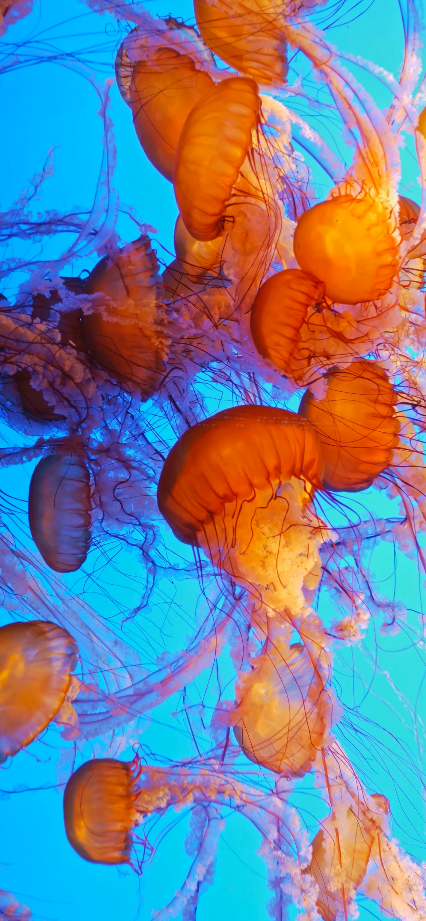 Jellyfish Background