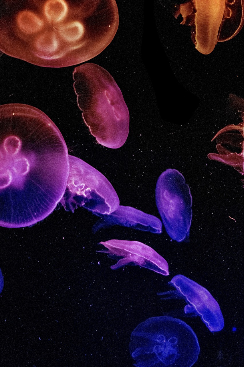 Jellyfish Background