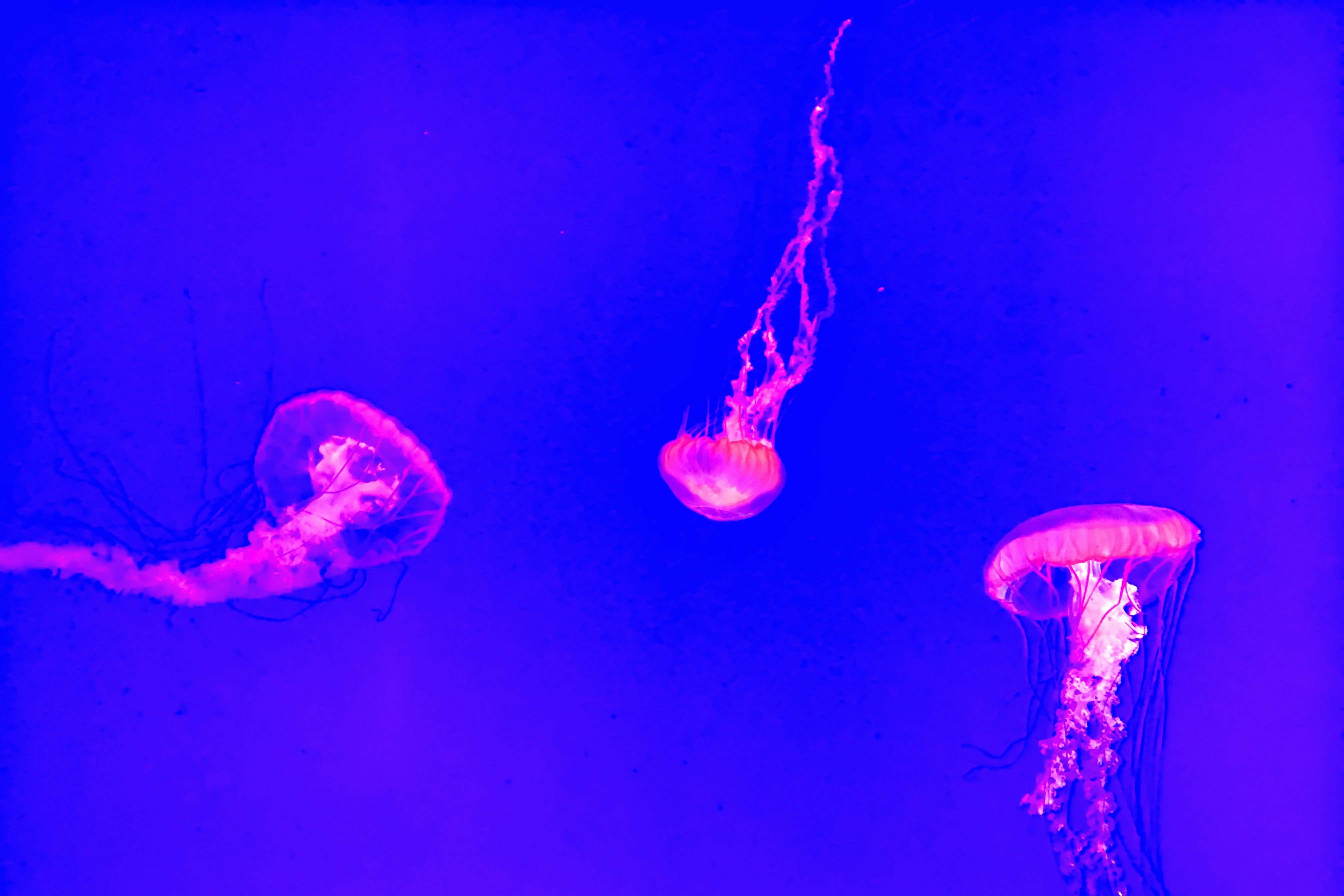 Jellyfish Background