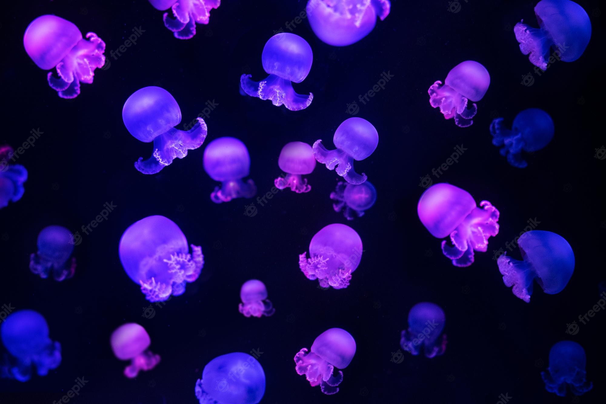 Jellyfish Backgrounds