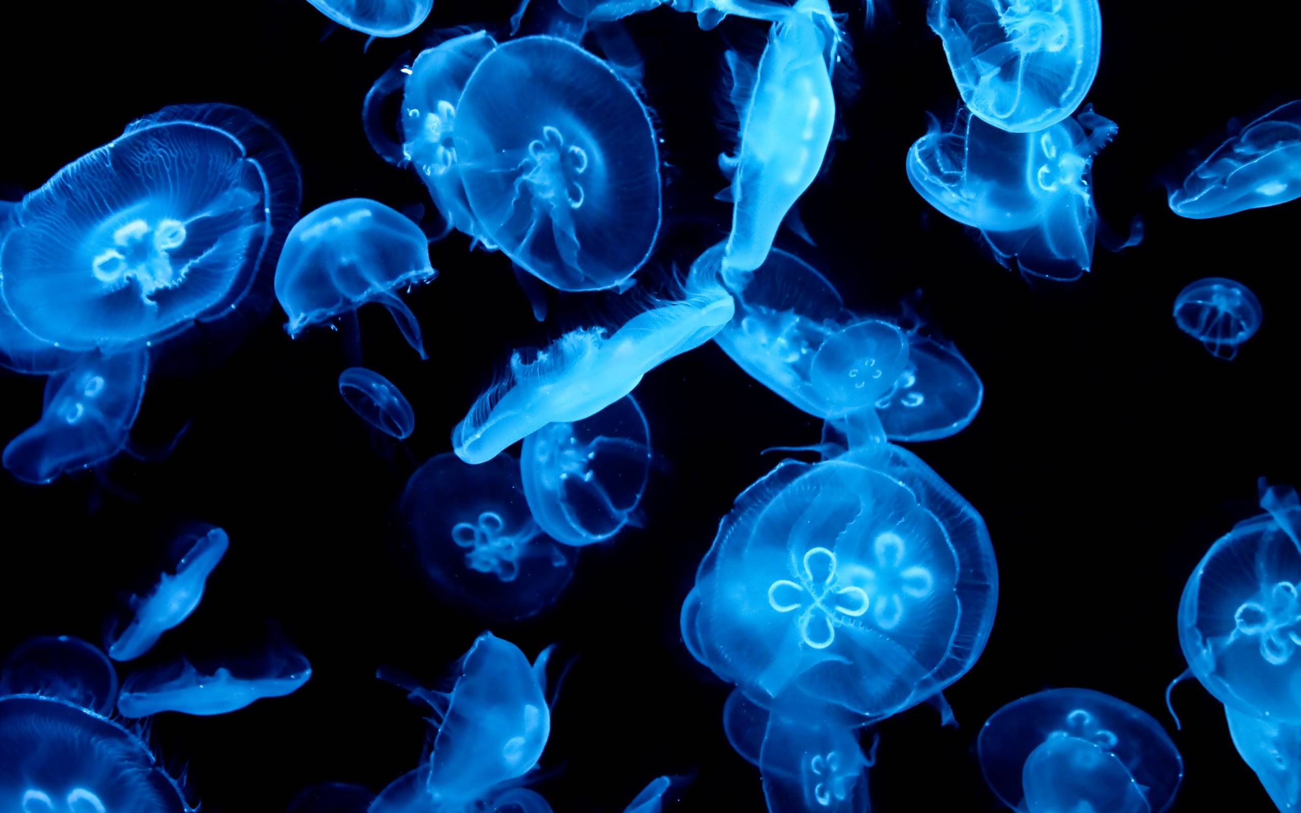 Jellyfish Backgrounds