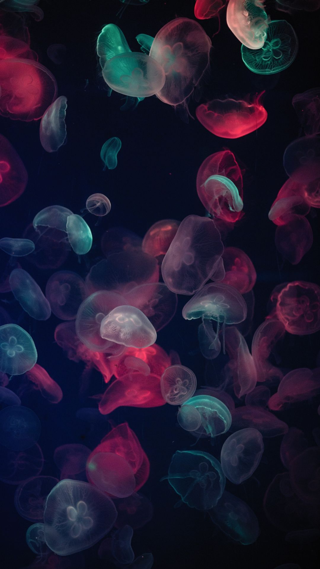 Jellyfish Backgrounds