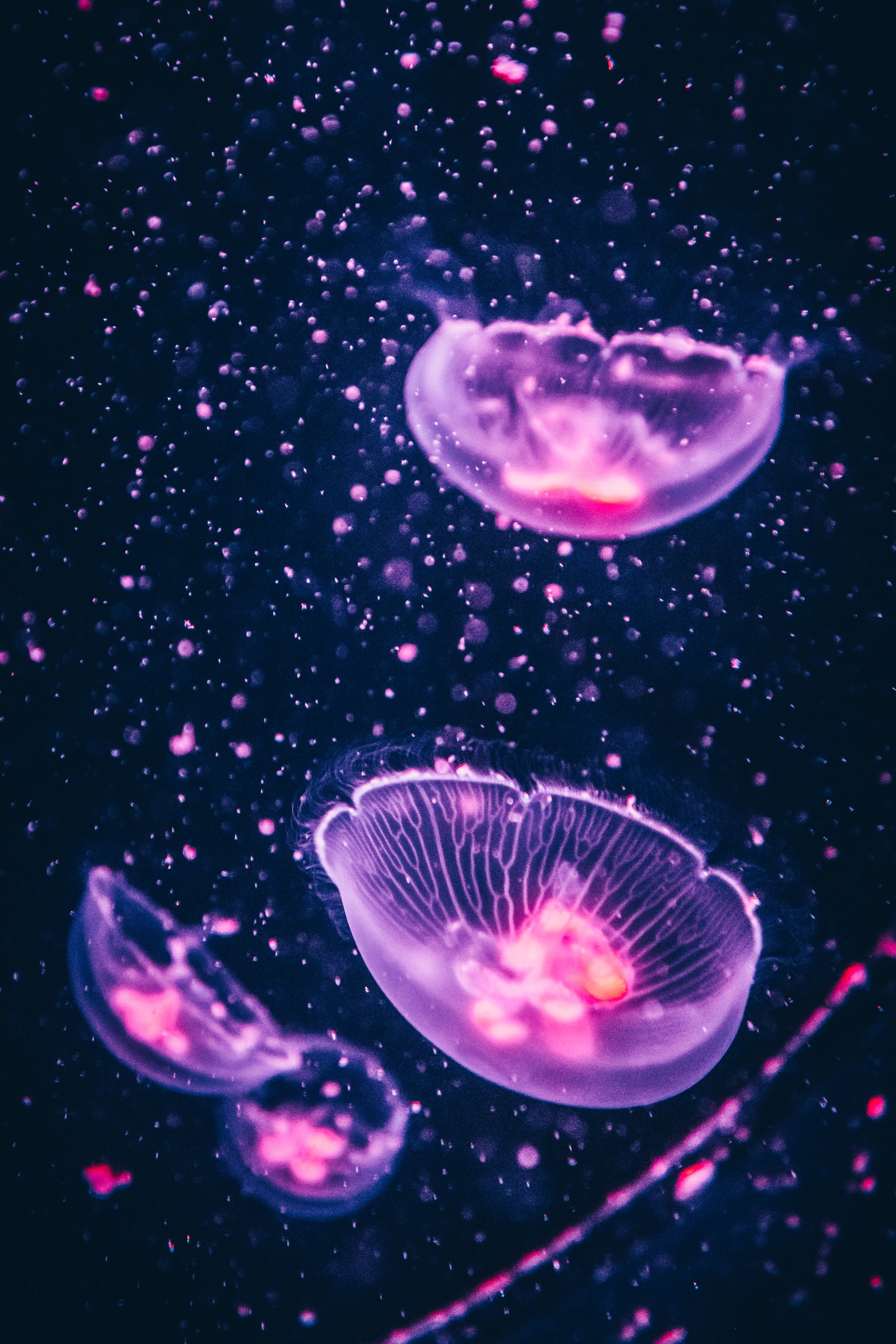 Jellyfish Backgrounds