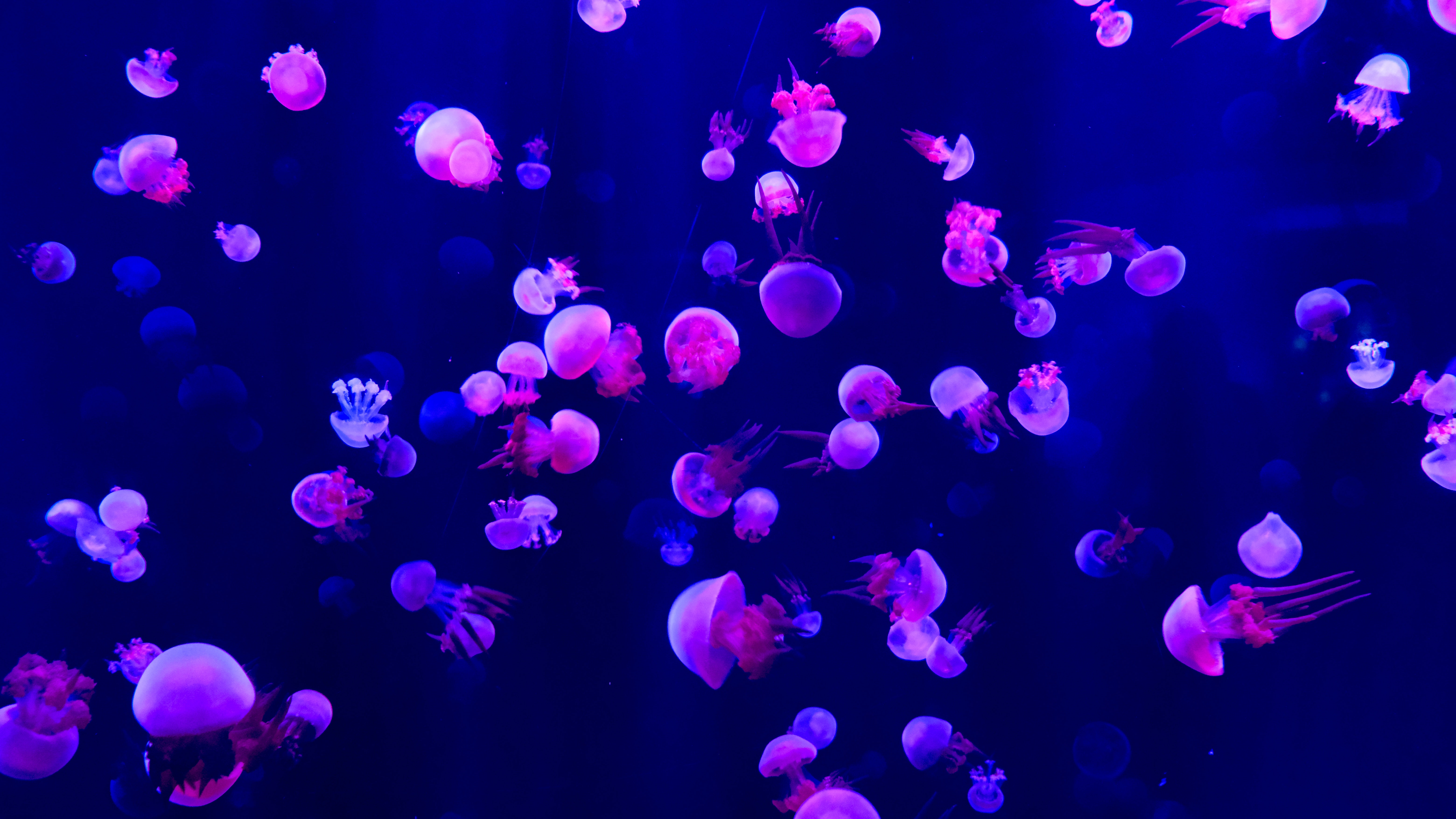 Jellyfish Backgrounds