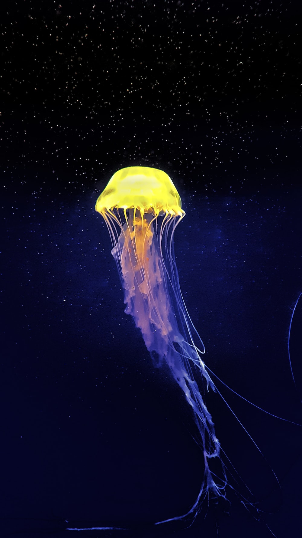 Jellyfish Backgrounds