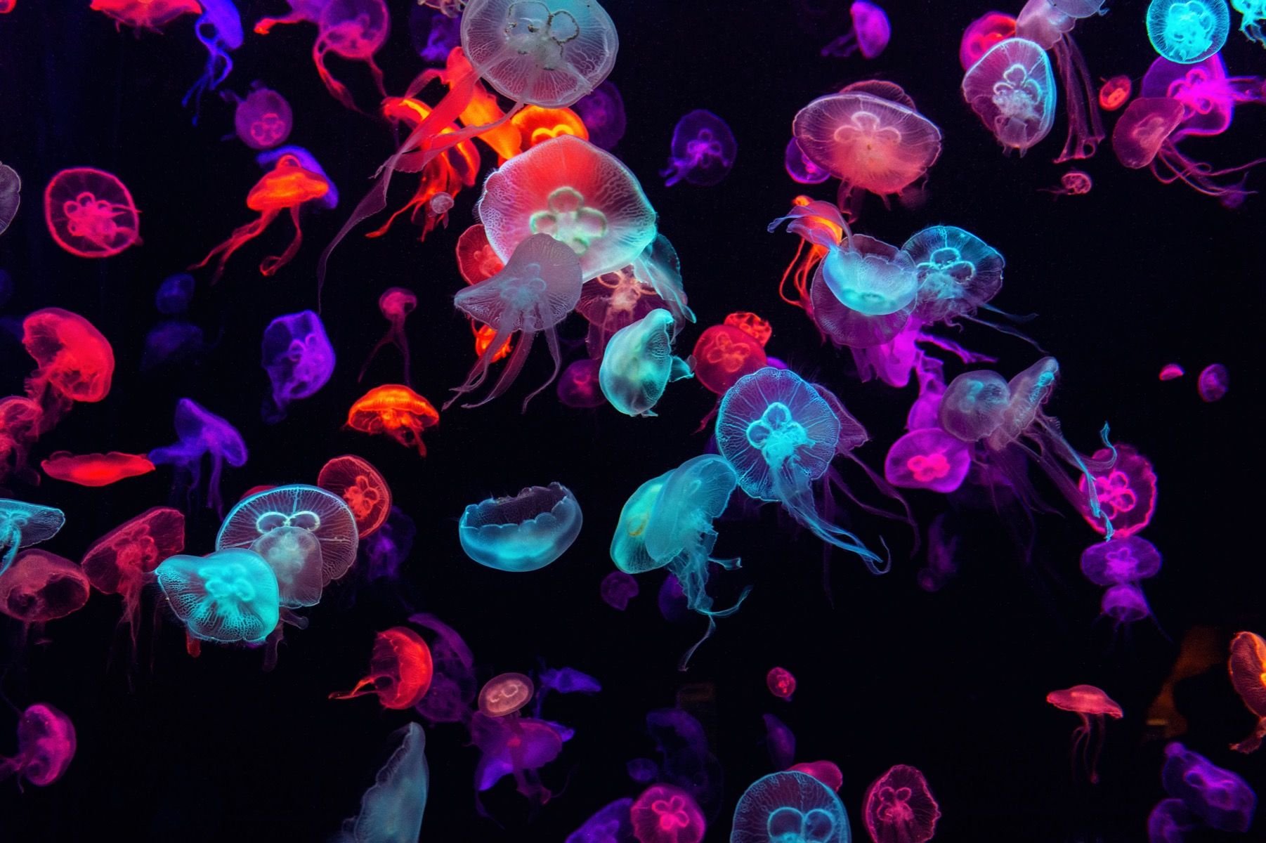 Jellyfish Backgrounds