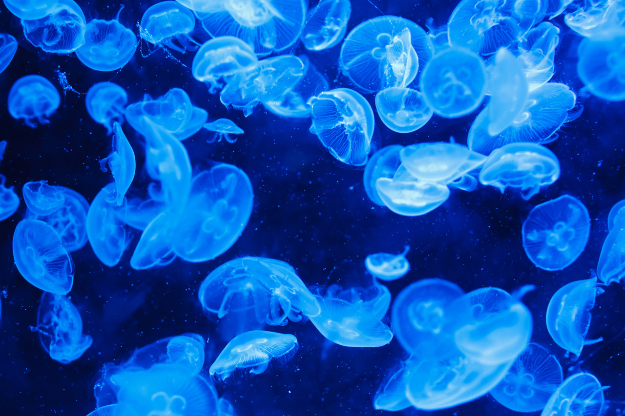 Jellyfish Backgrounds