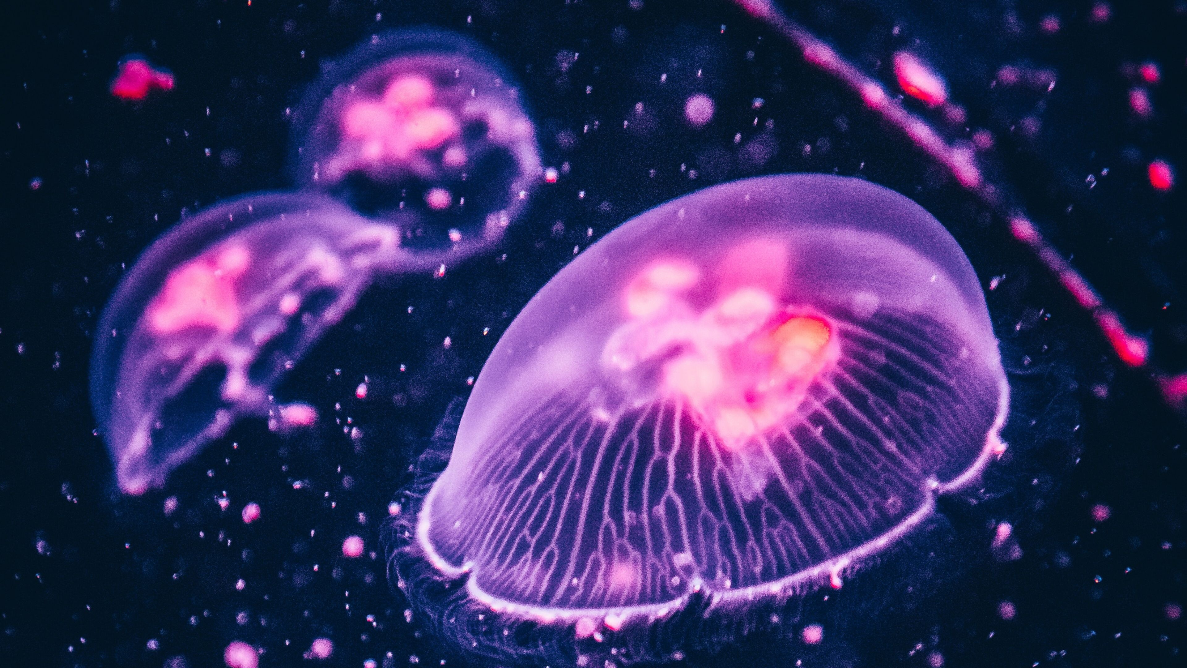 Jellyfish Backgrounds