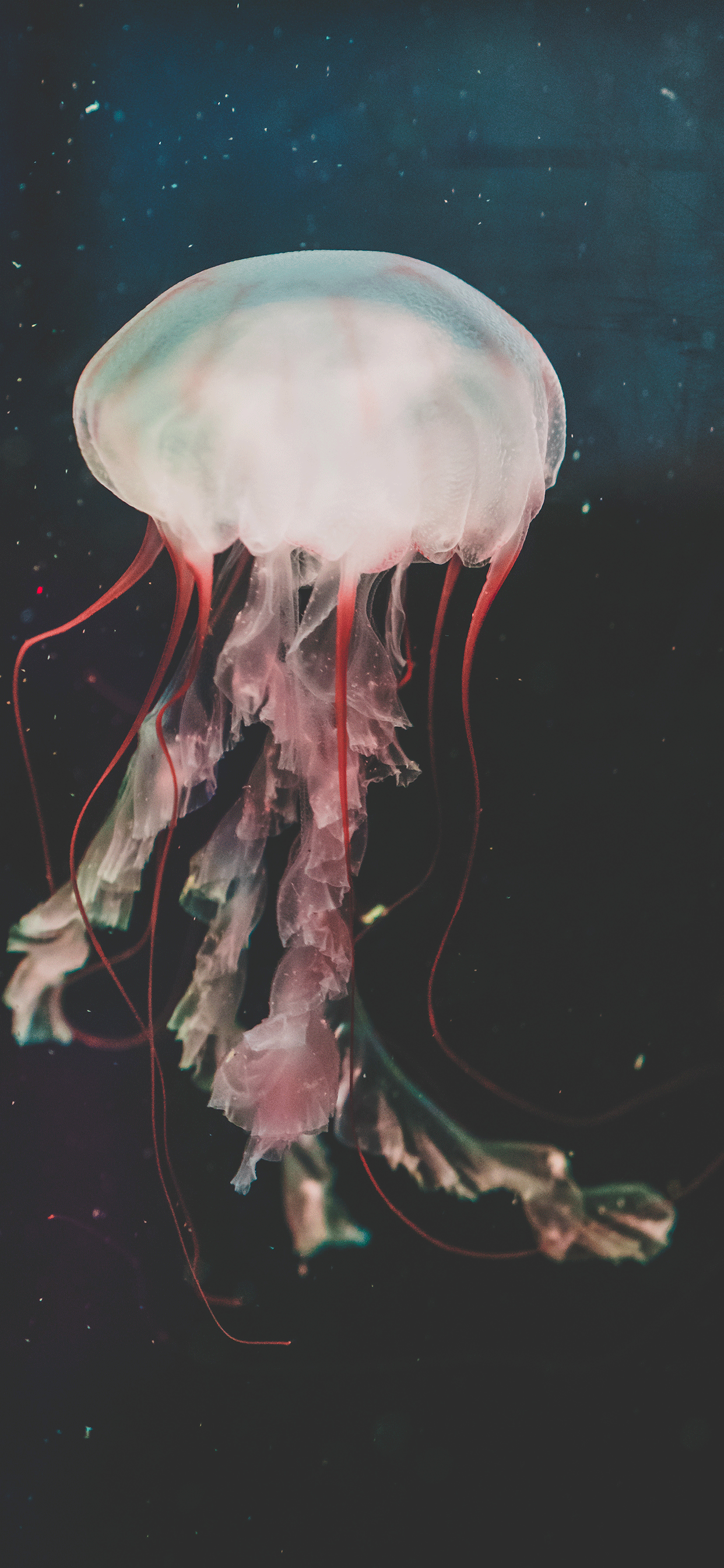 Jellyfish Iphone Wallpapers