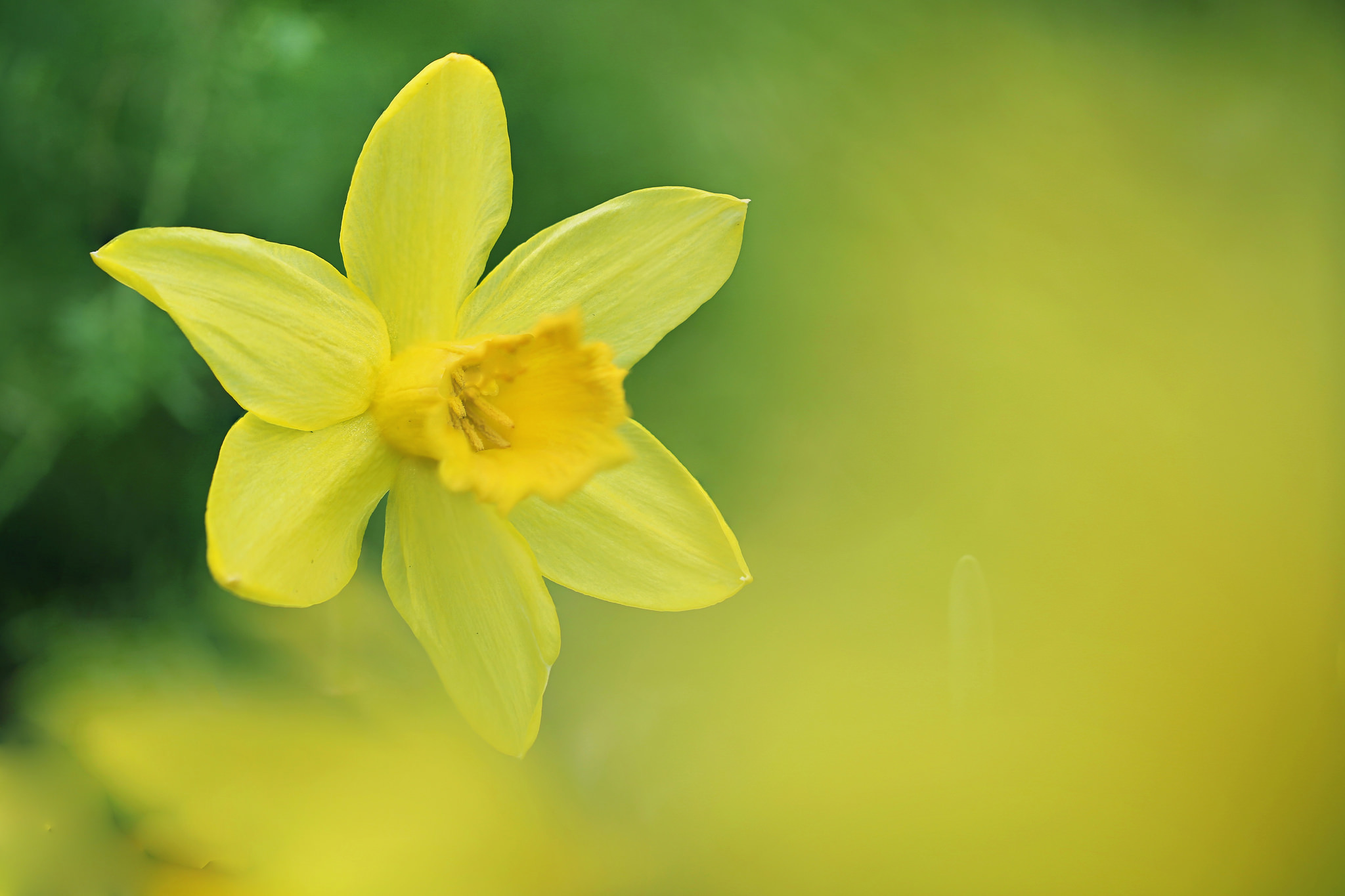 Jonquil Wallpapers