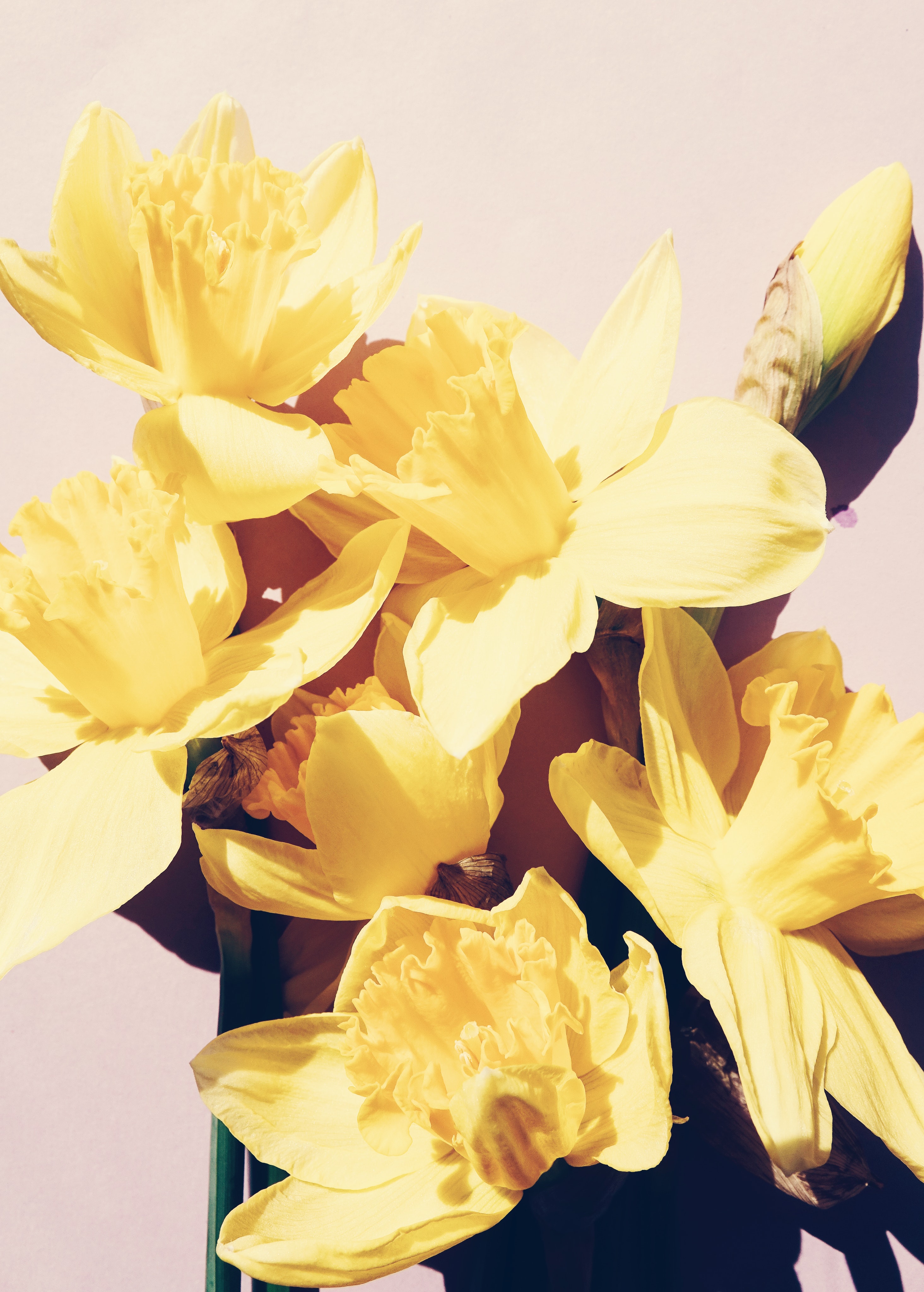 Jonquil Wallpapers