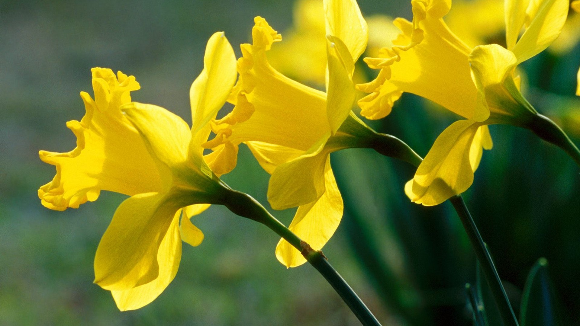 Jonquil Wallpapers