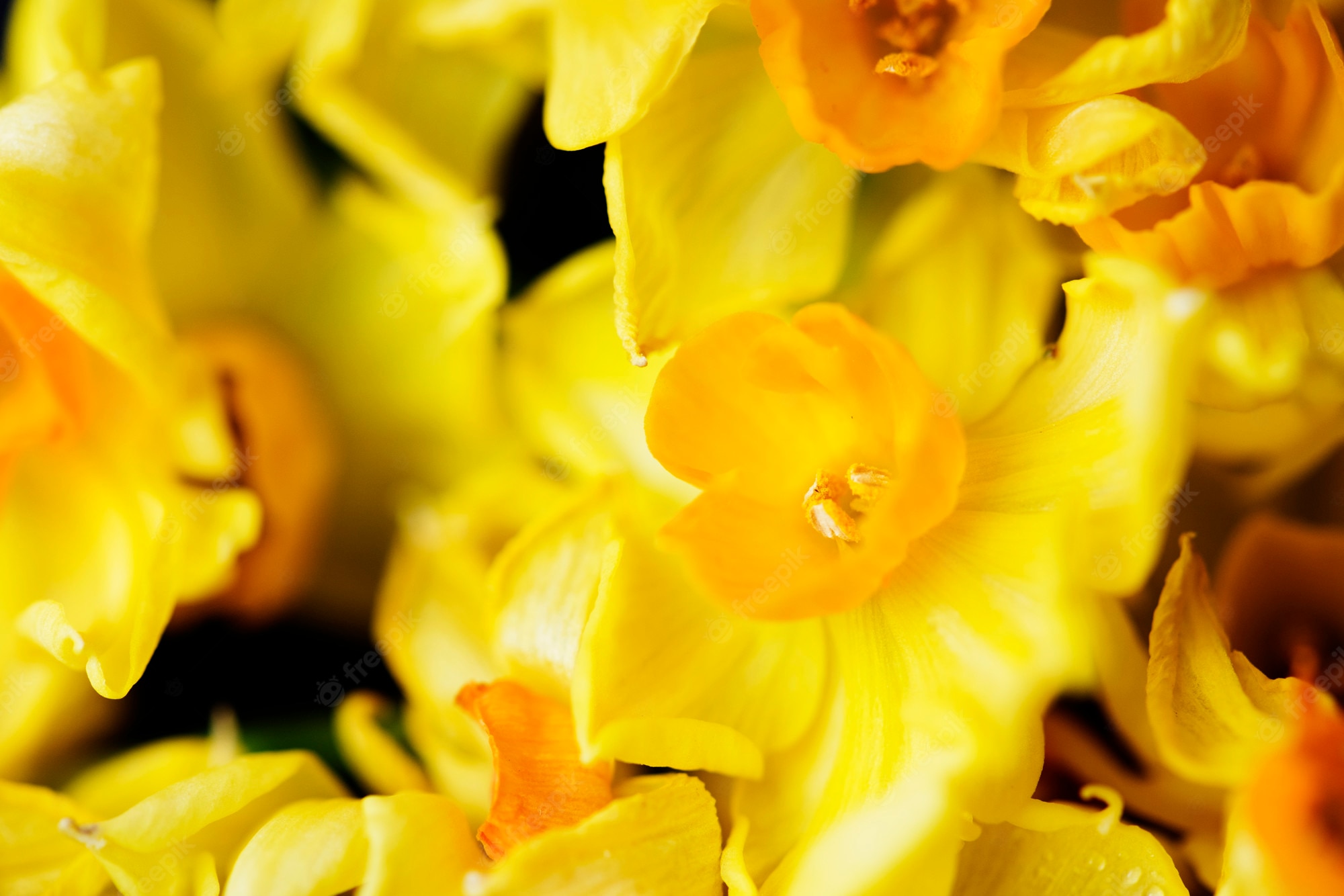 Jonquil Wallpapers