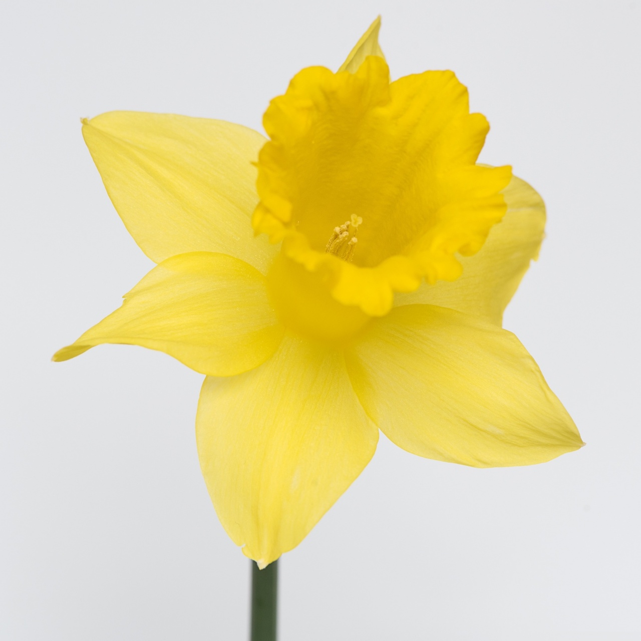 Jonquil Wallpapers