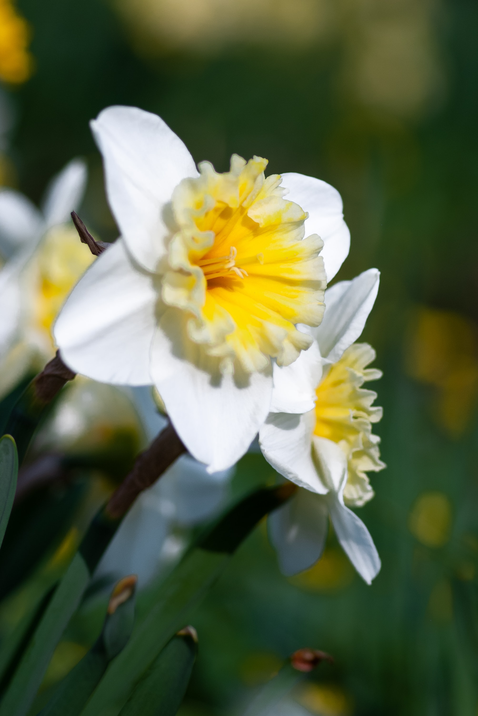 Jonquil Wallpapers