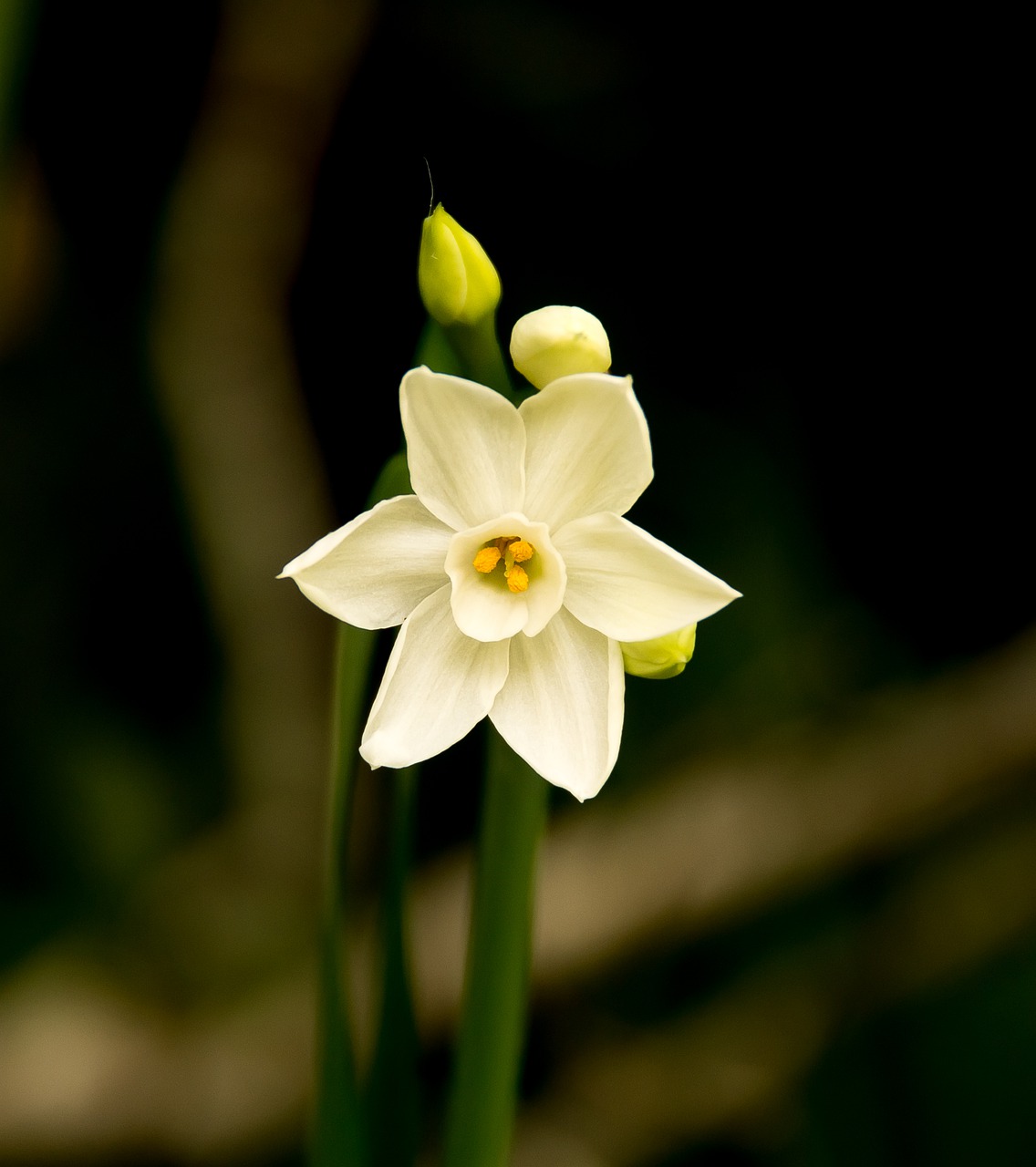 Jonquil Wallpapers