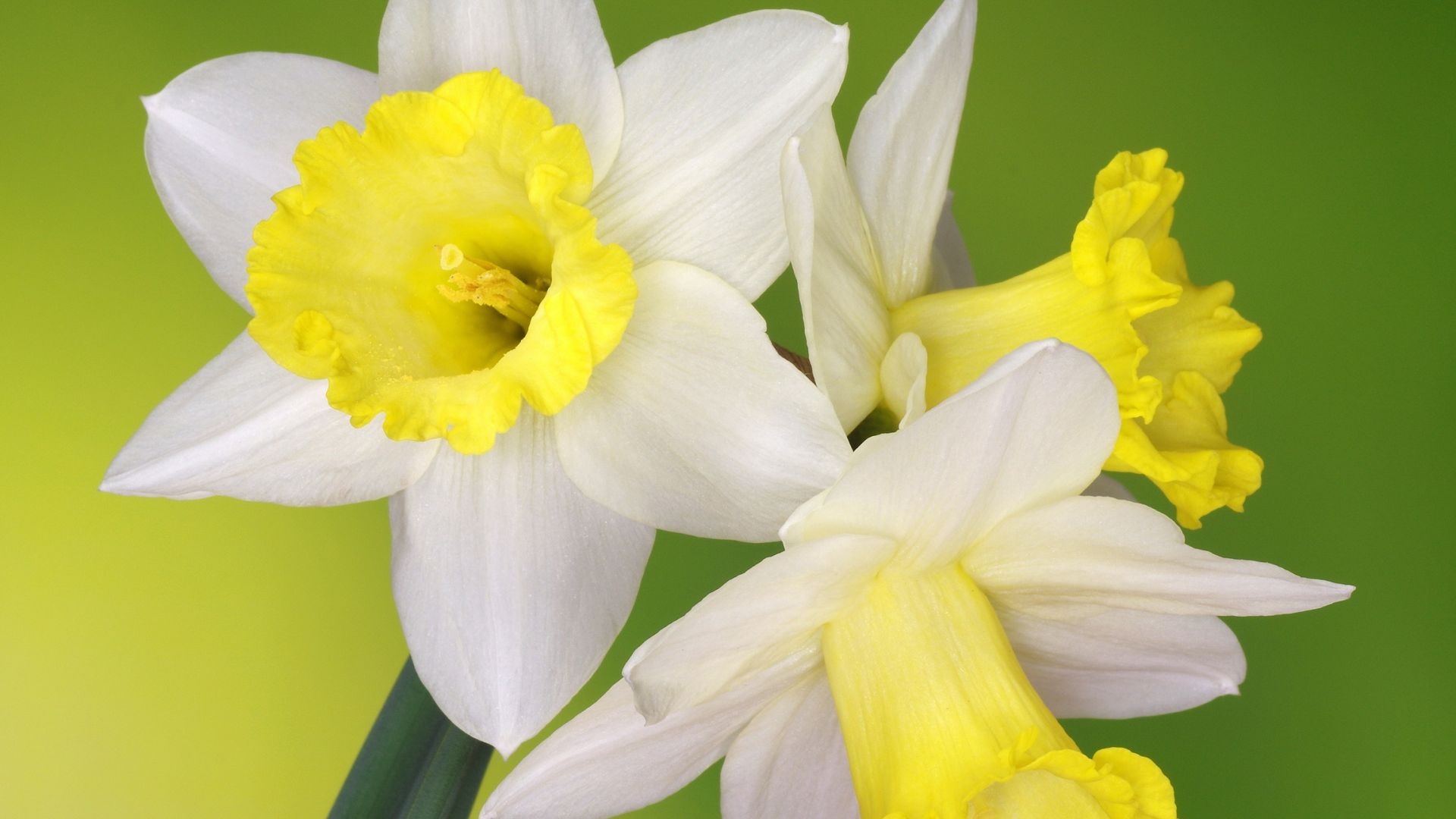 Jonquil Wallpapers