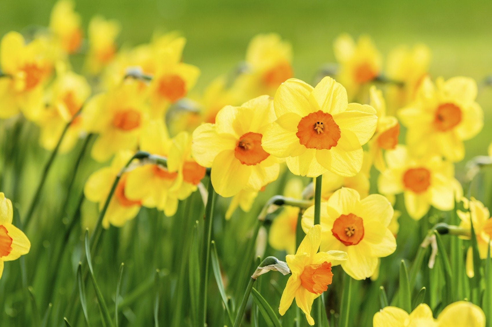 Jonquil Wallpapers