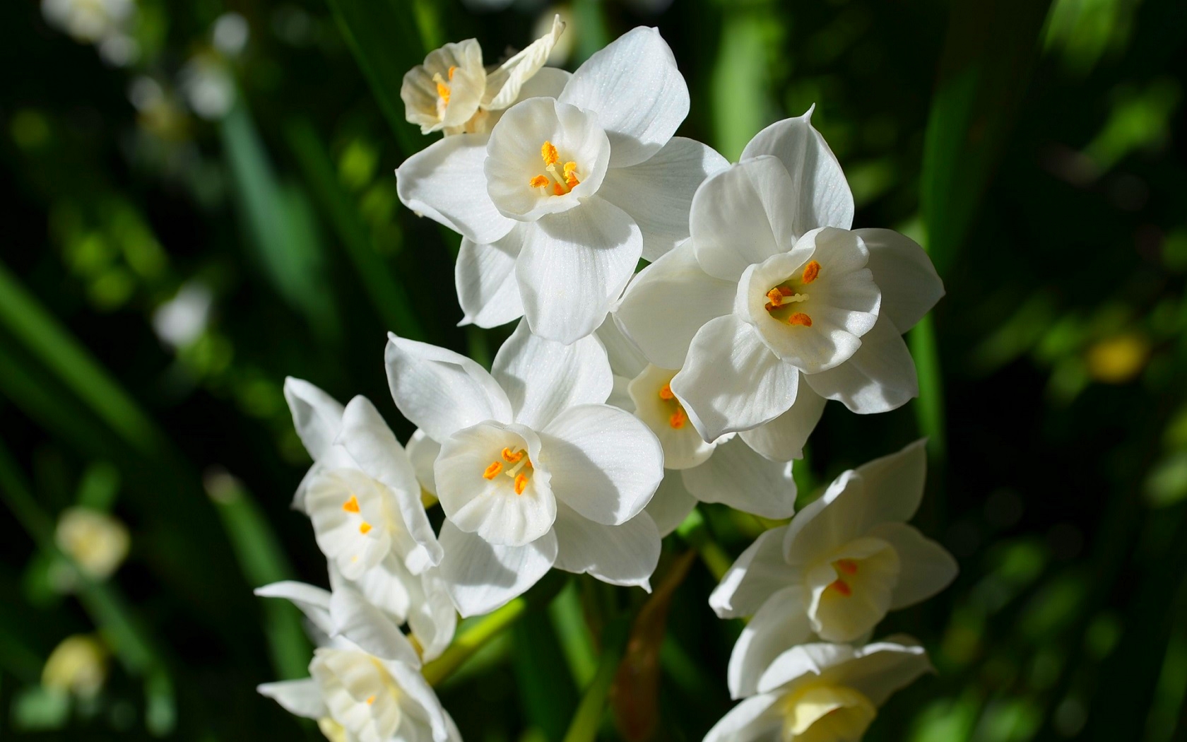 Jonquil Wallpapers