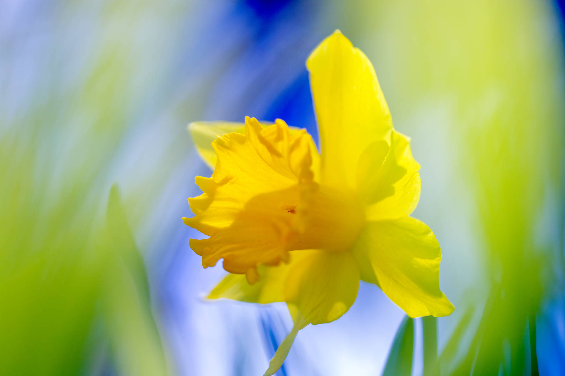 Jonquil Wallpapers