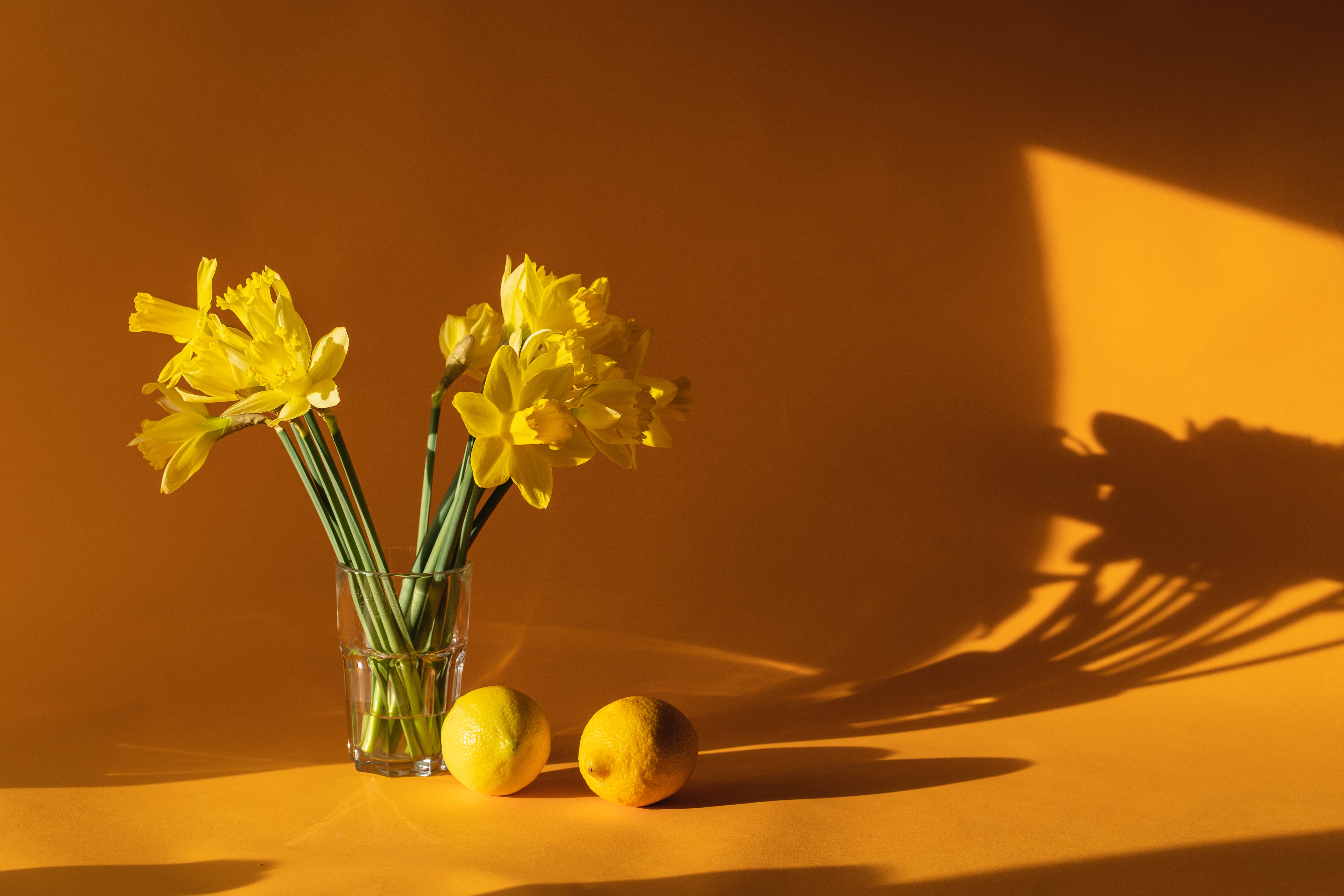 Jonquil Wallpapers