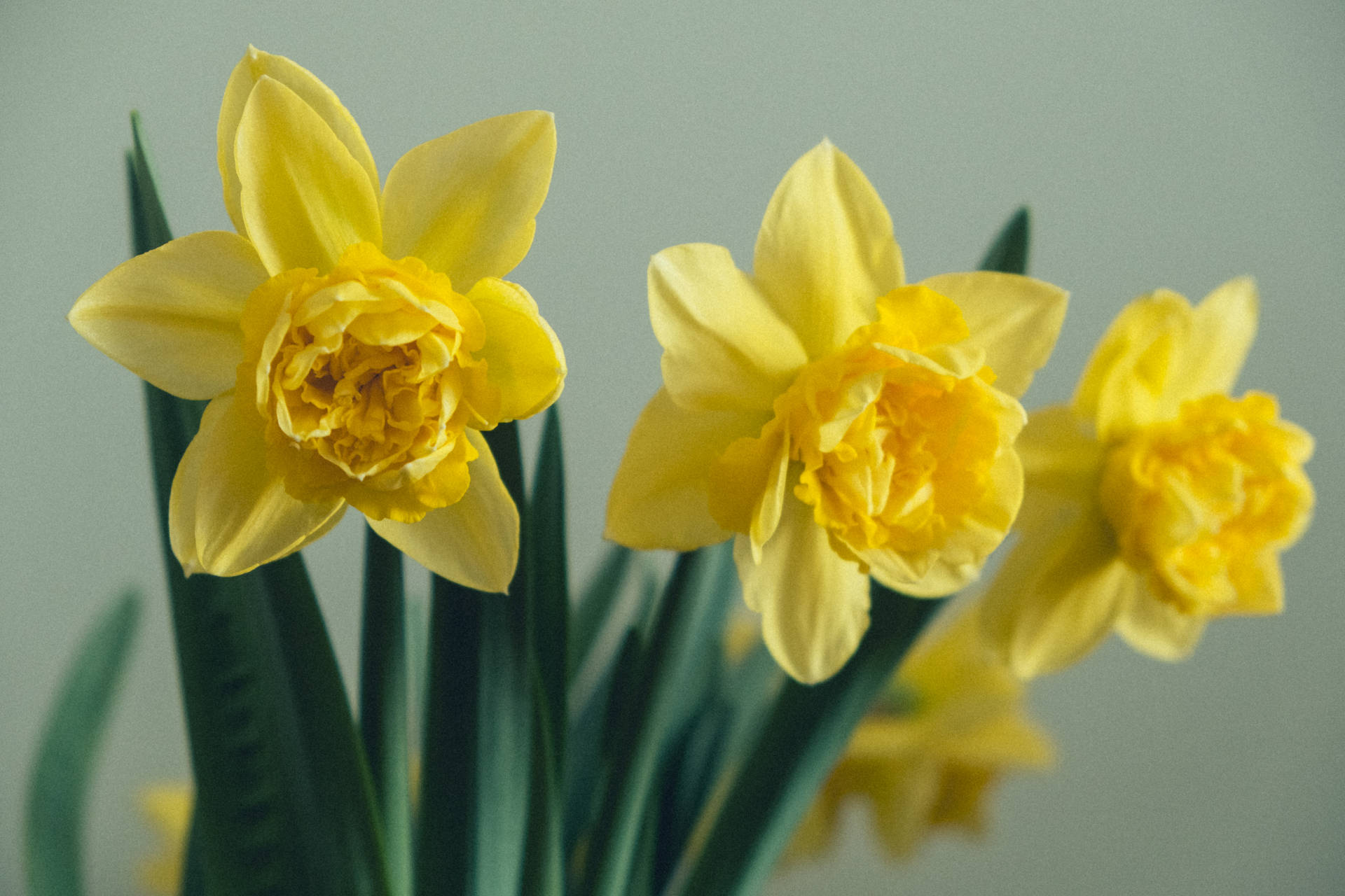 Jonquil Wallpapers