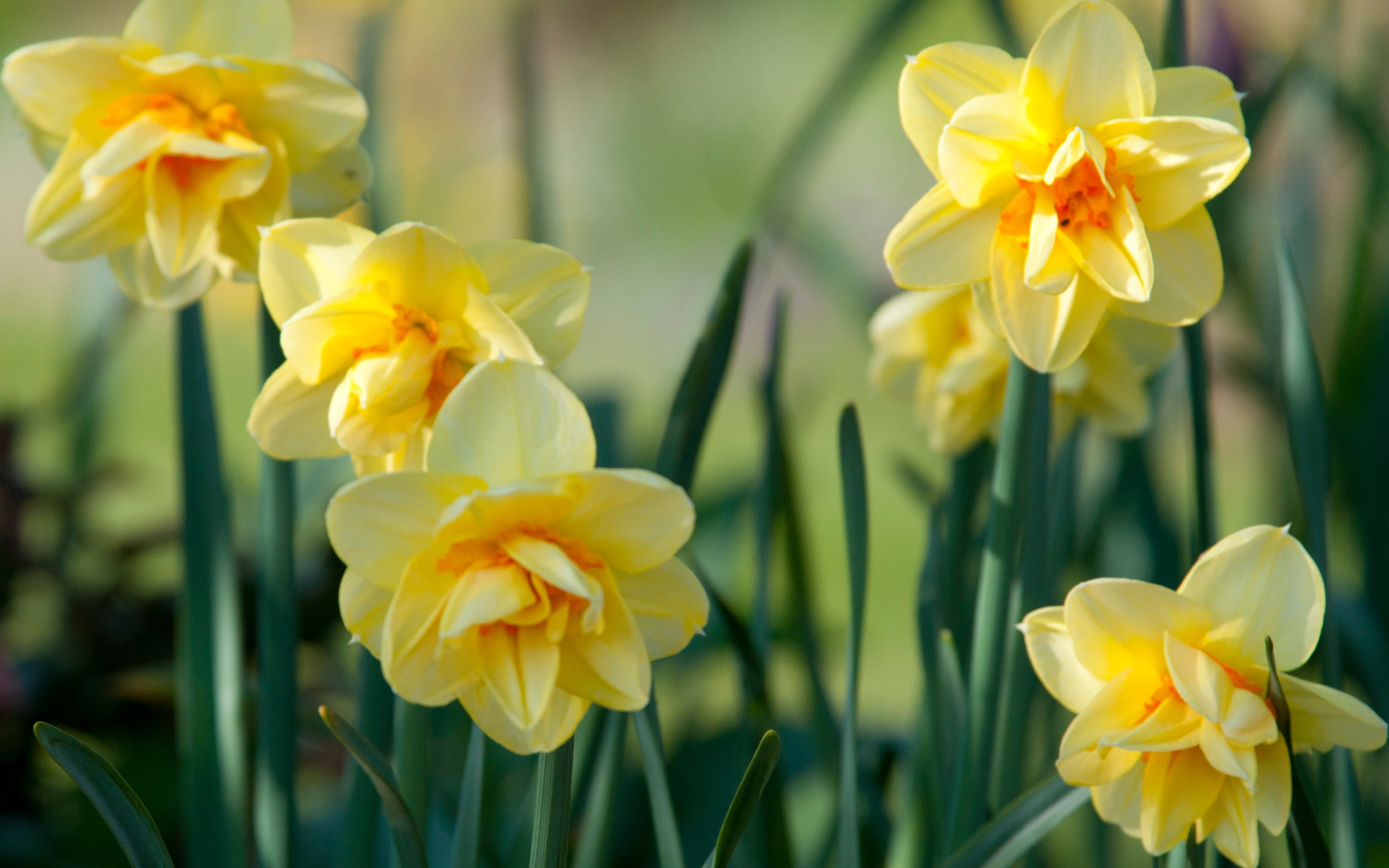 Jonquil Wallpapers