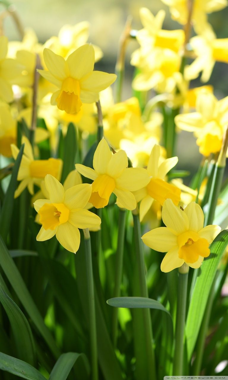 Jonquil Wallpapers