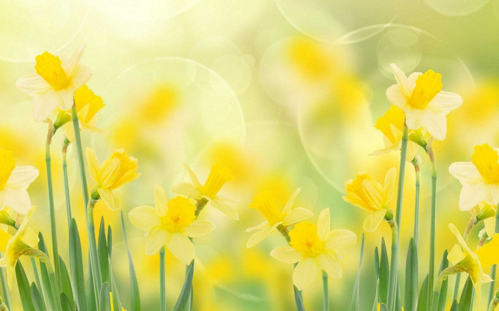 Jonquil Wallpapers