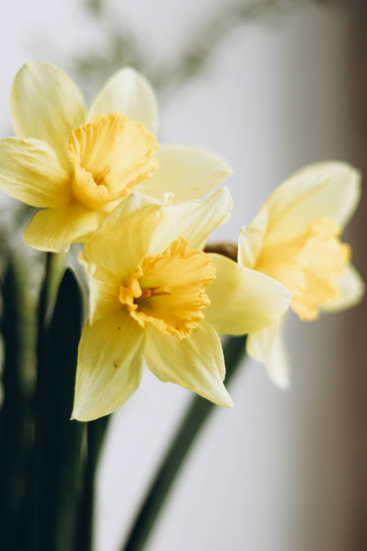 Jonquil Wallpapers
