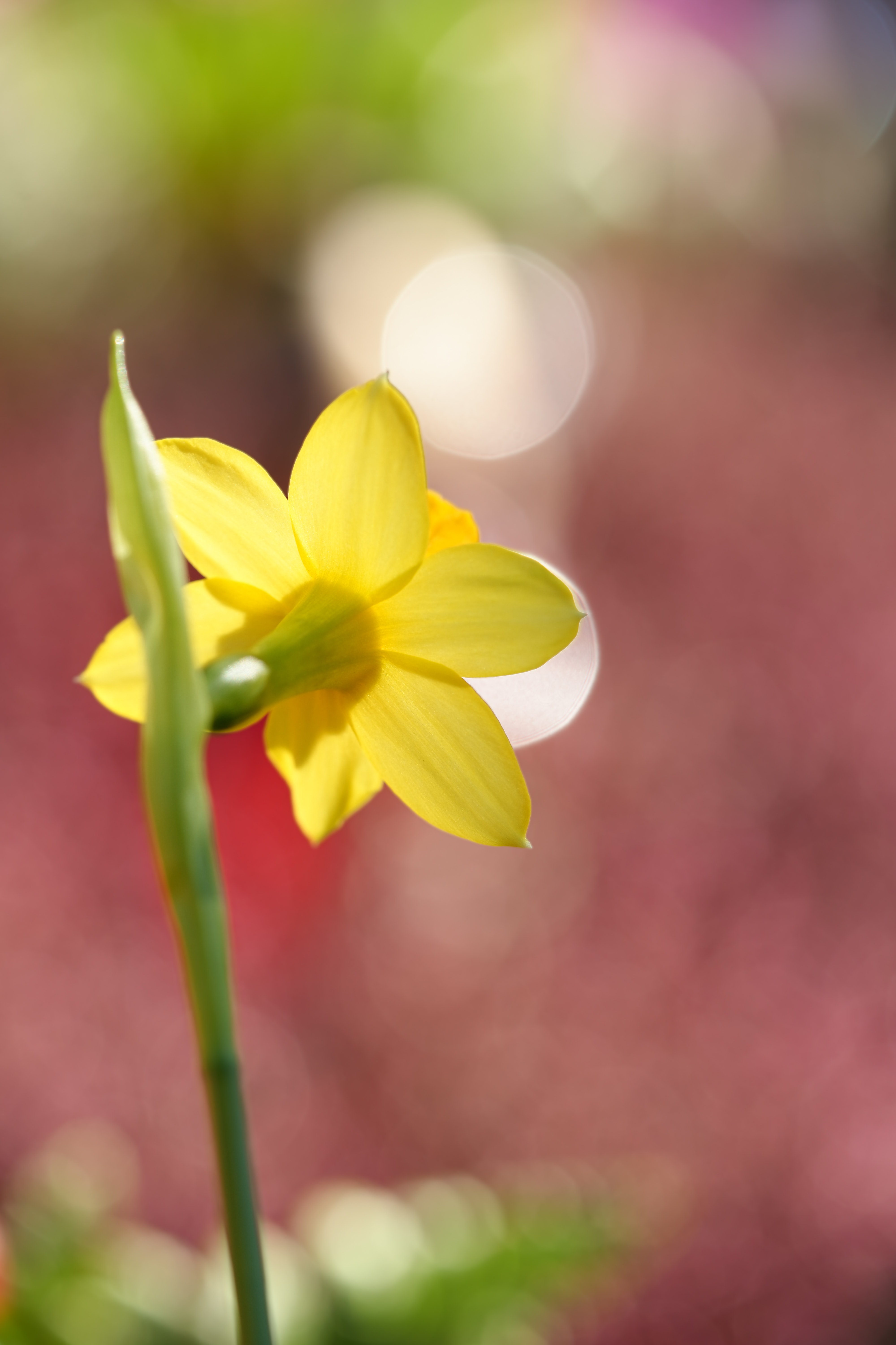 Jonquil Wallpapers