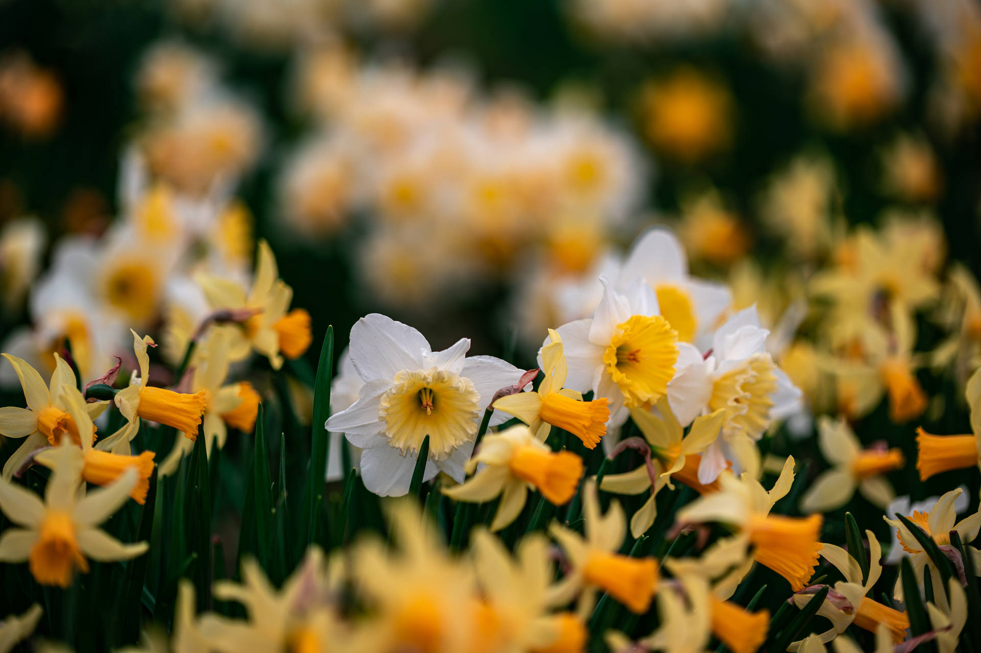 Jonquil Wallpapers